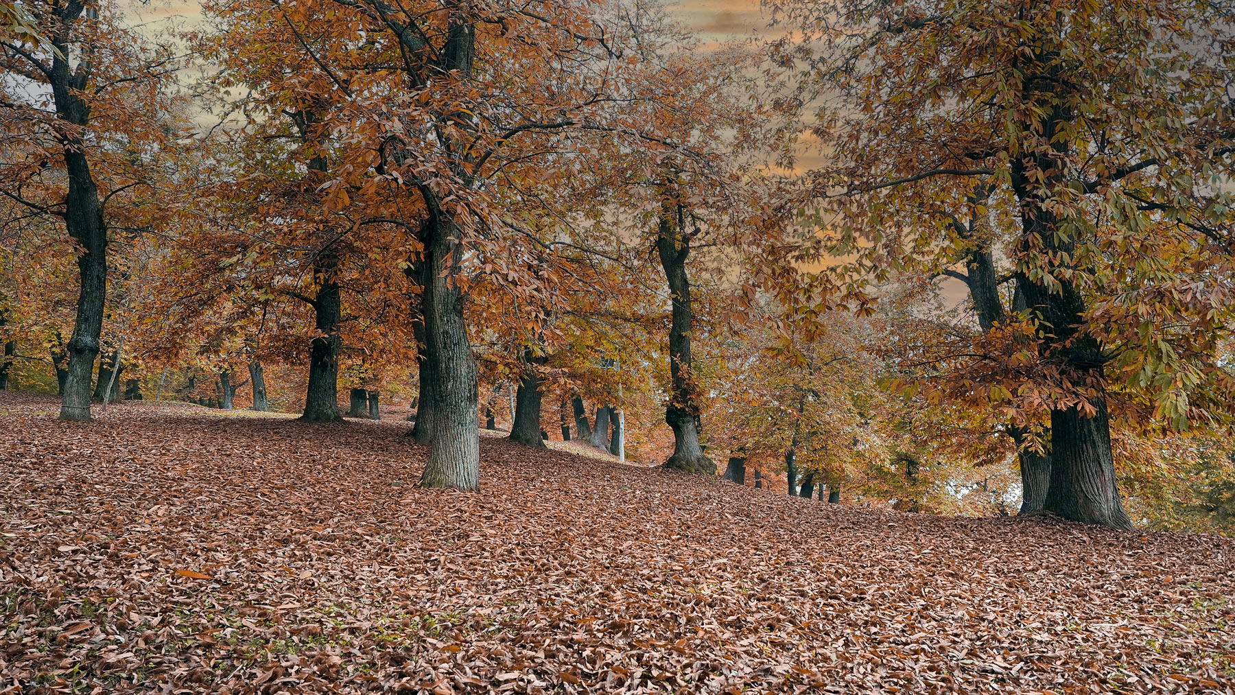 Il bosco d'autunno