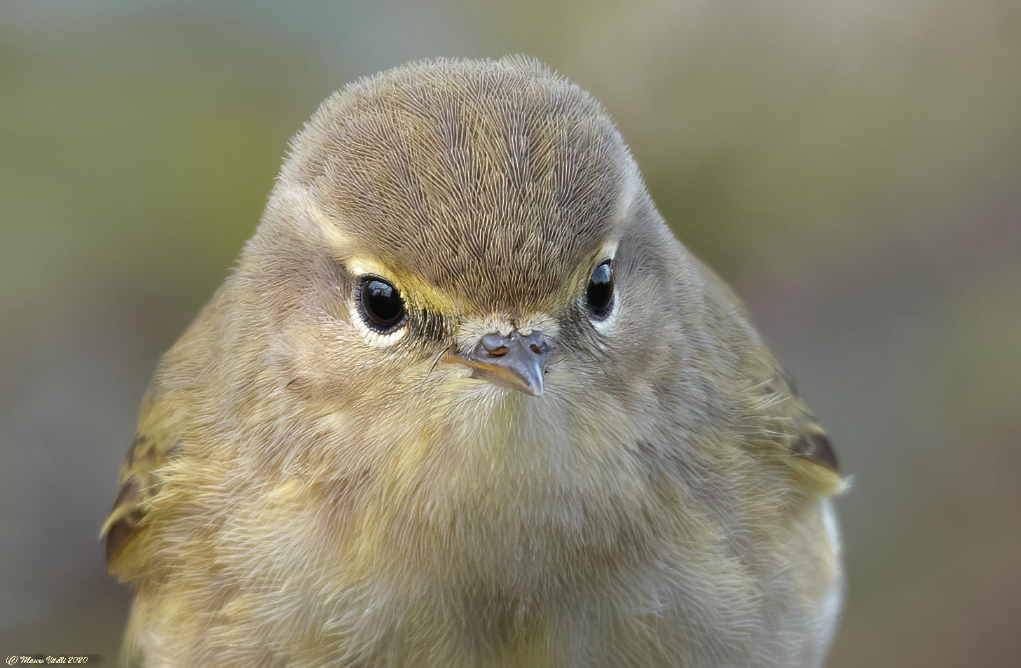 Luì Piccolo (Phylloscopus collybita)