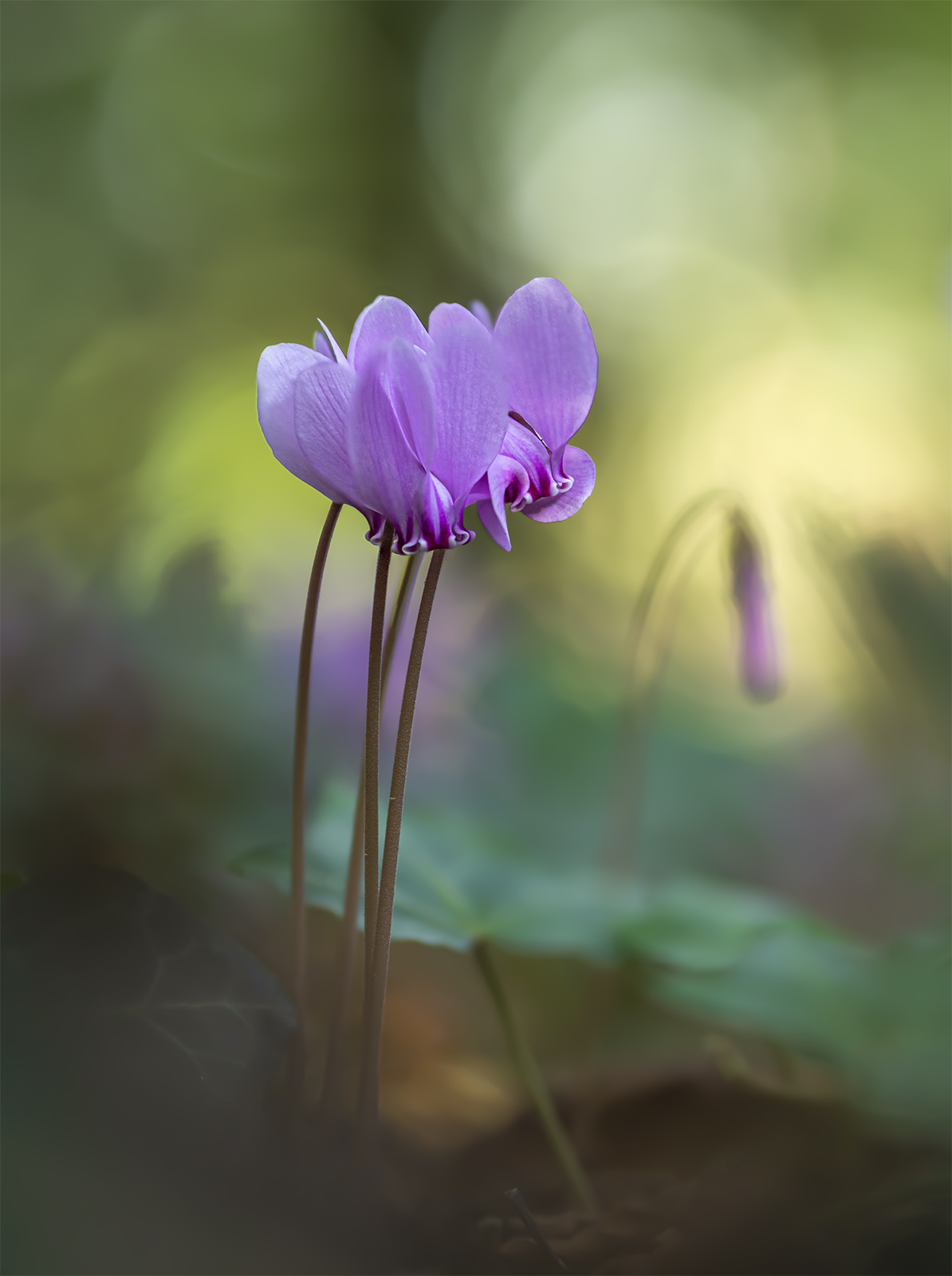 Cyclamen hederifolium