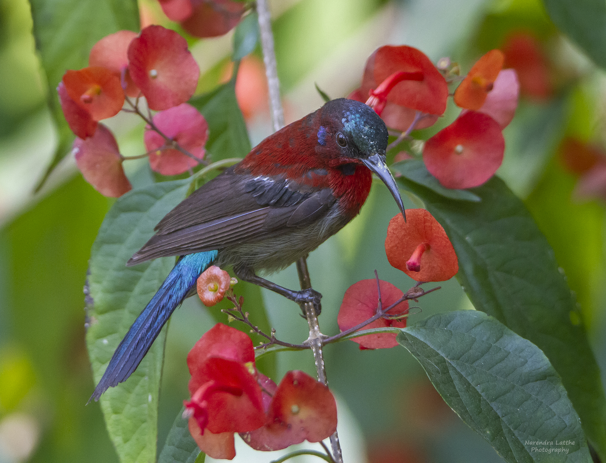 Sunbird (maschio)