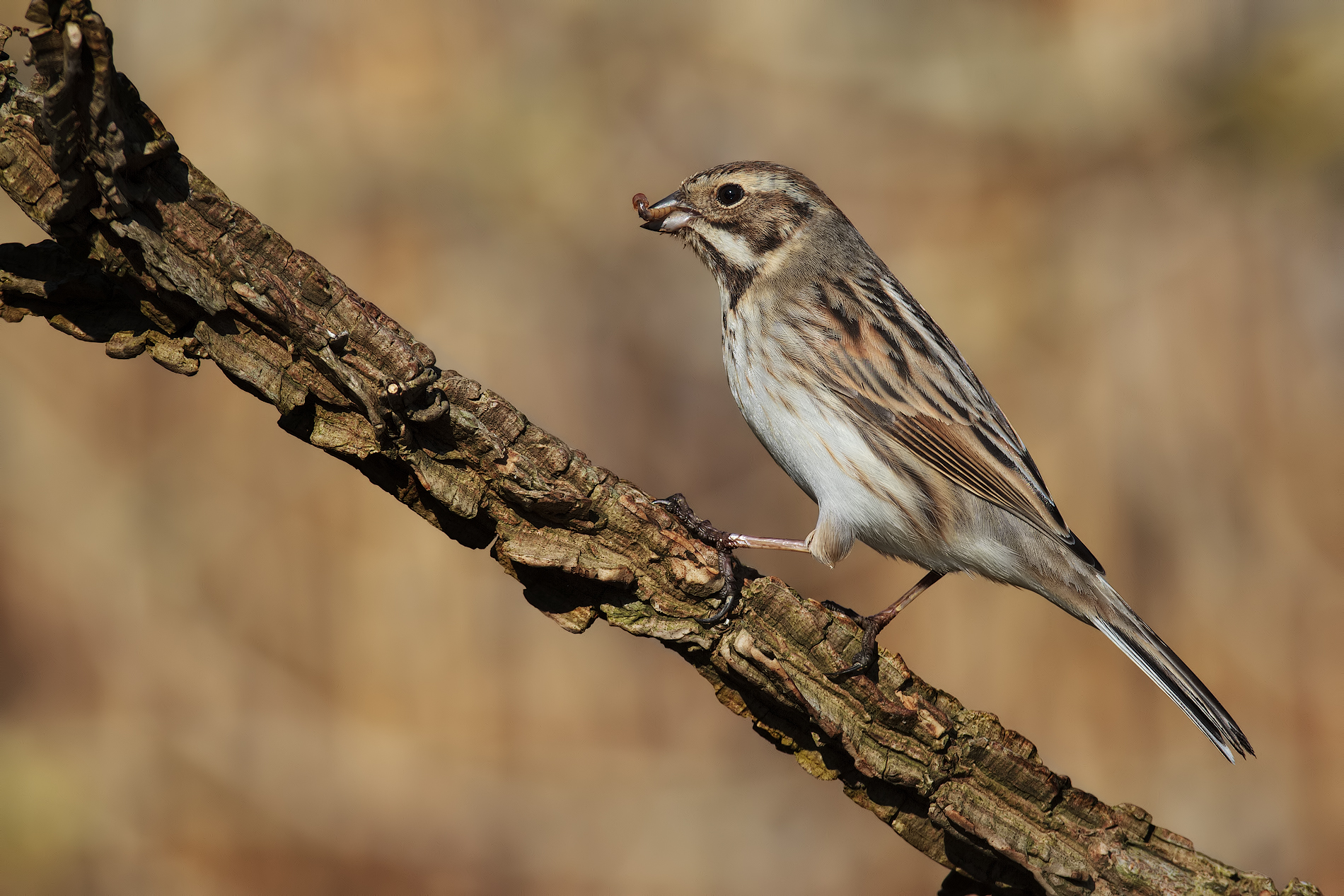 migliarino with gremignolo2