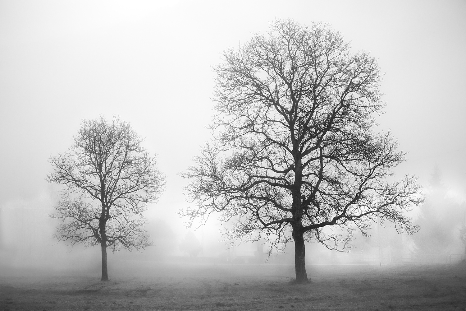 alberi nella nebbia