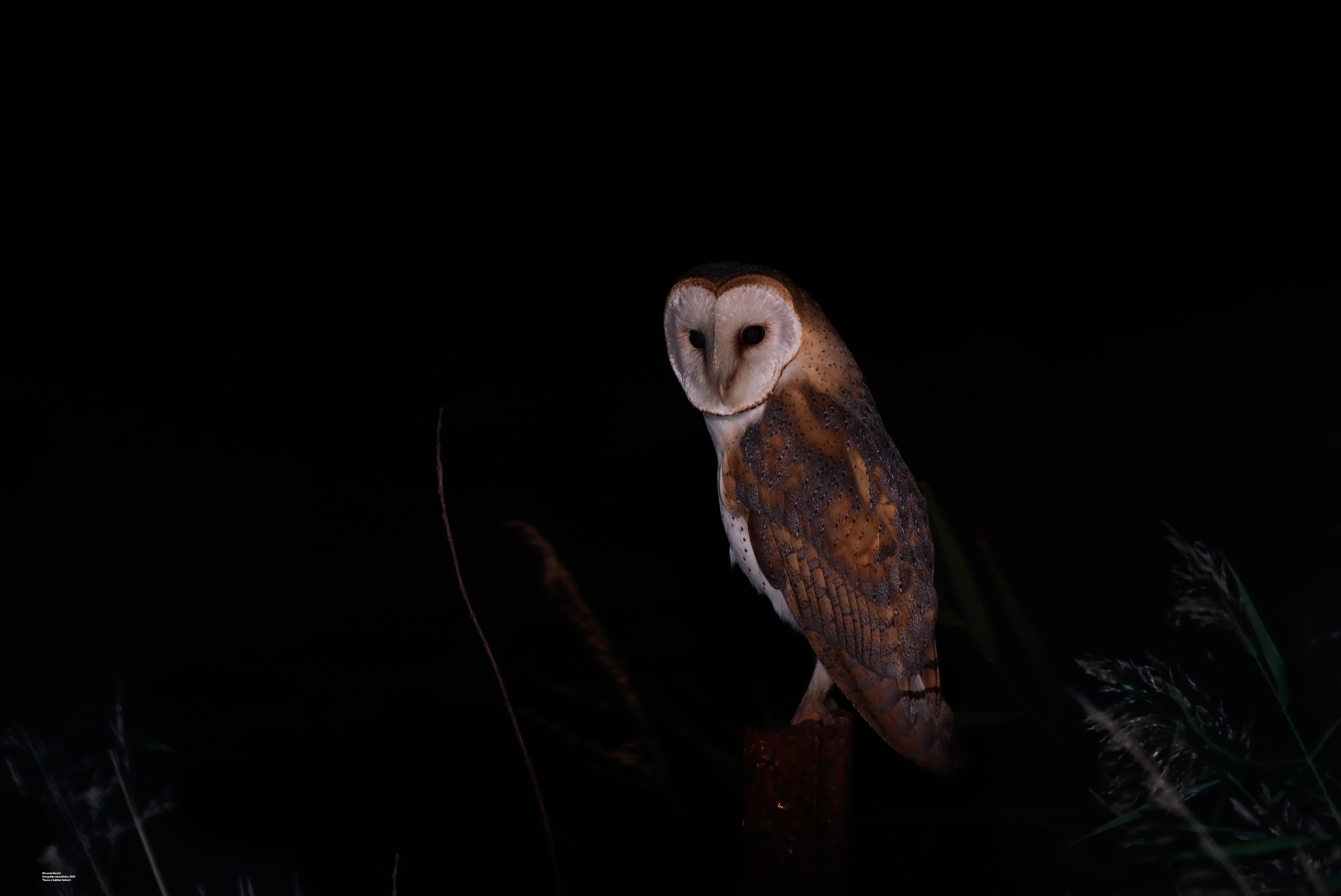 La palude emiliana di notte