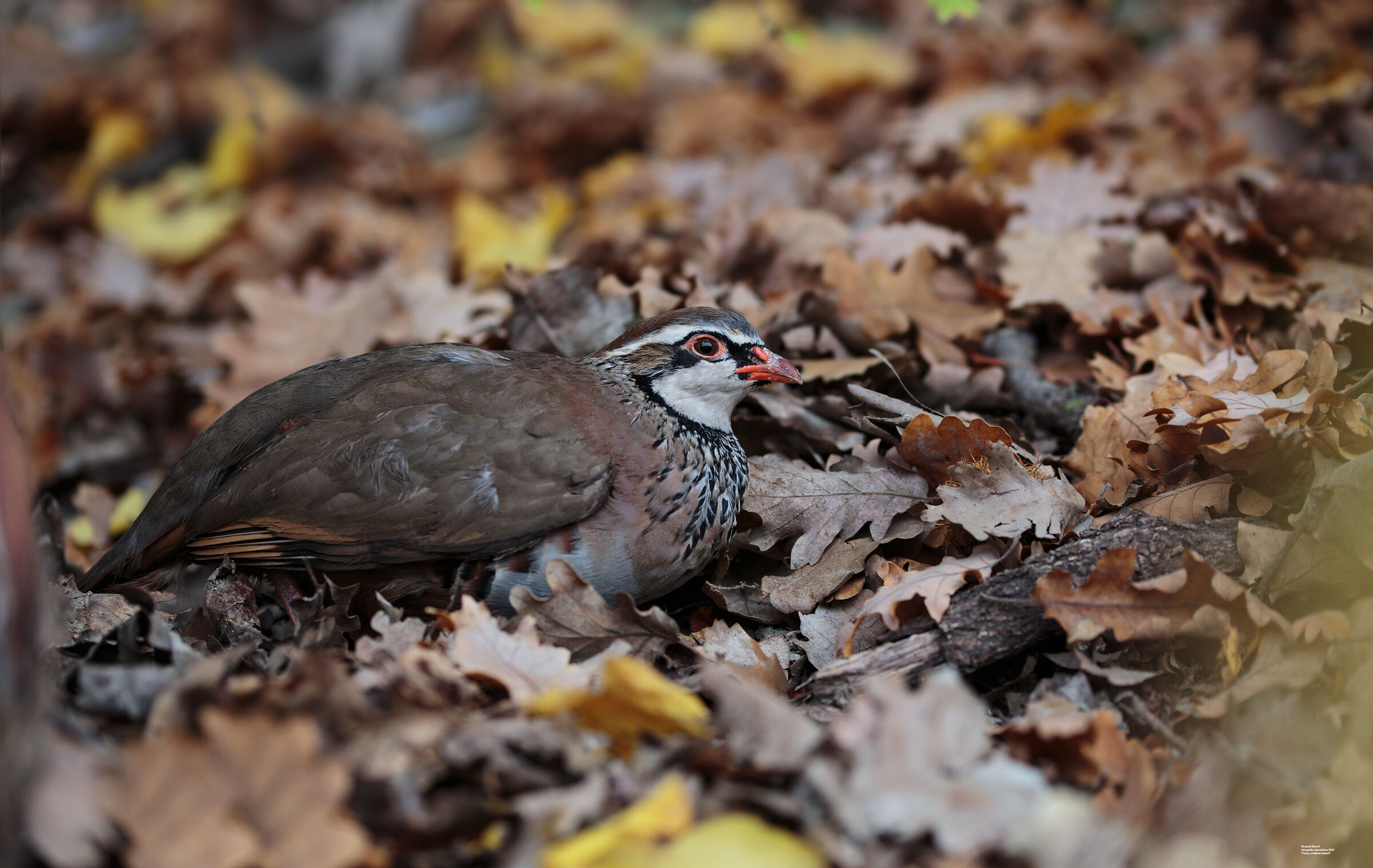 Pernice Rossa portrait
