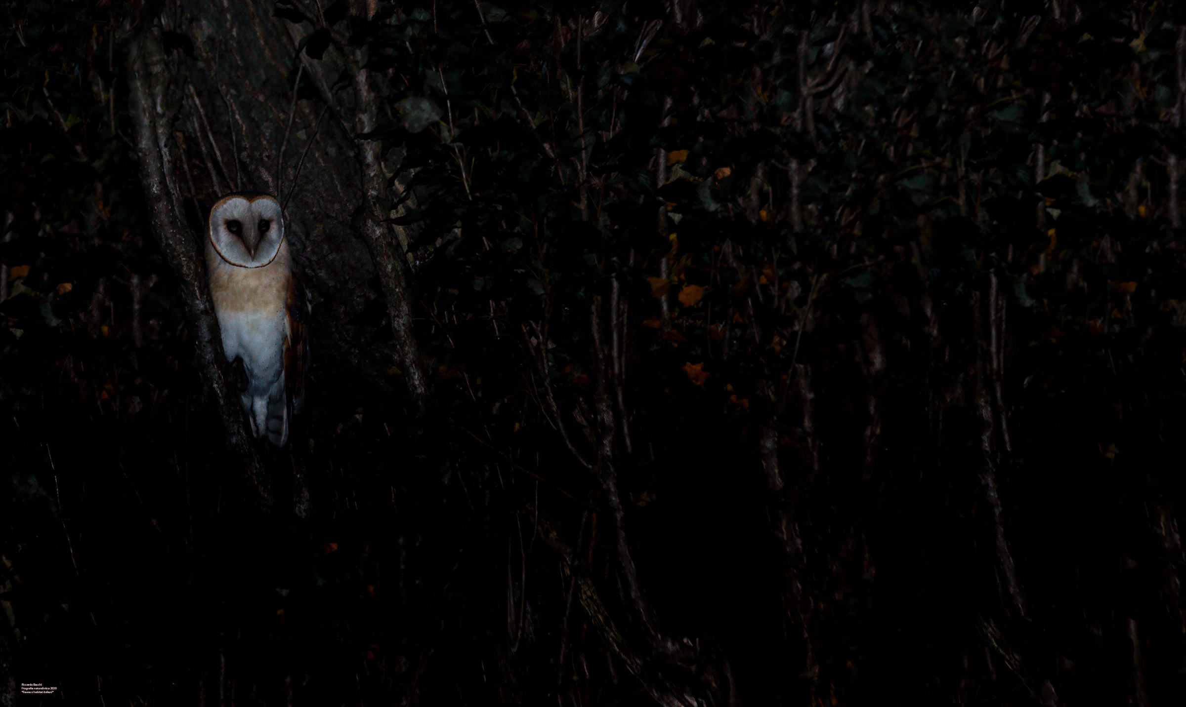 Barbagianni e pioppeto