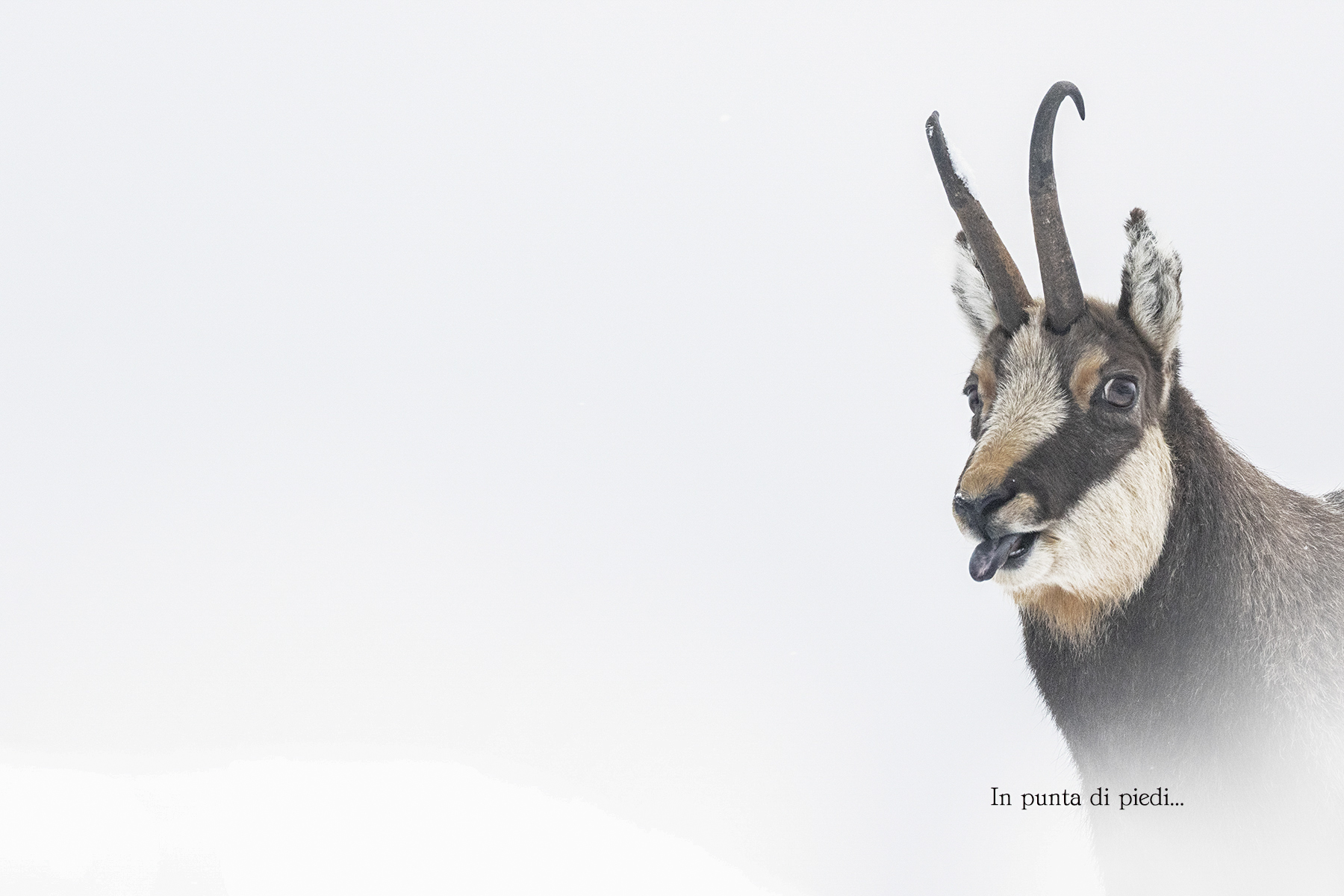 Ritual Love Alpine Chamois