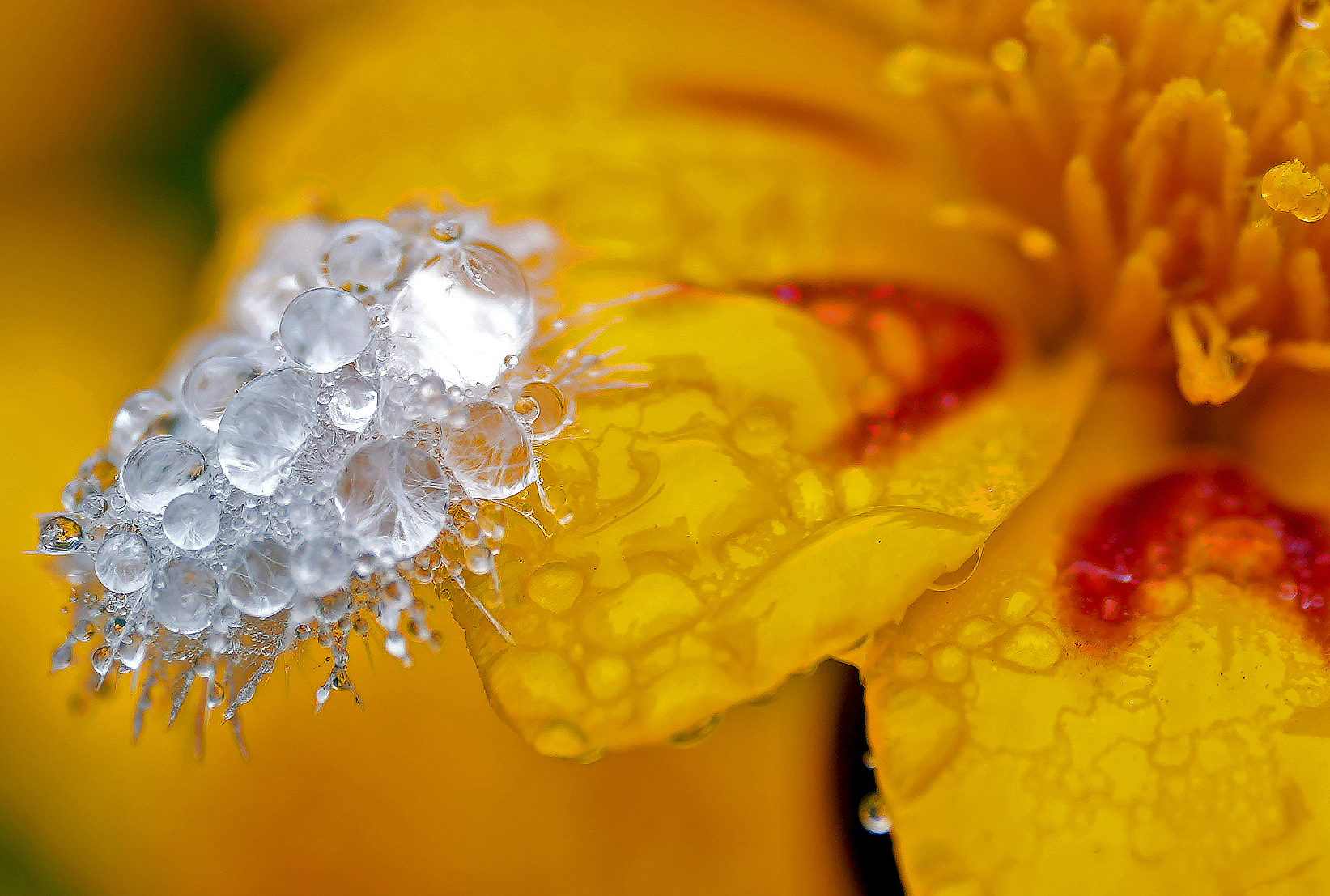 test Sigma 105 art macro DN