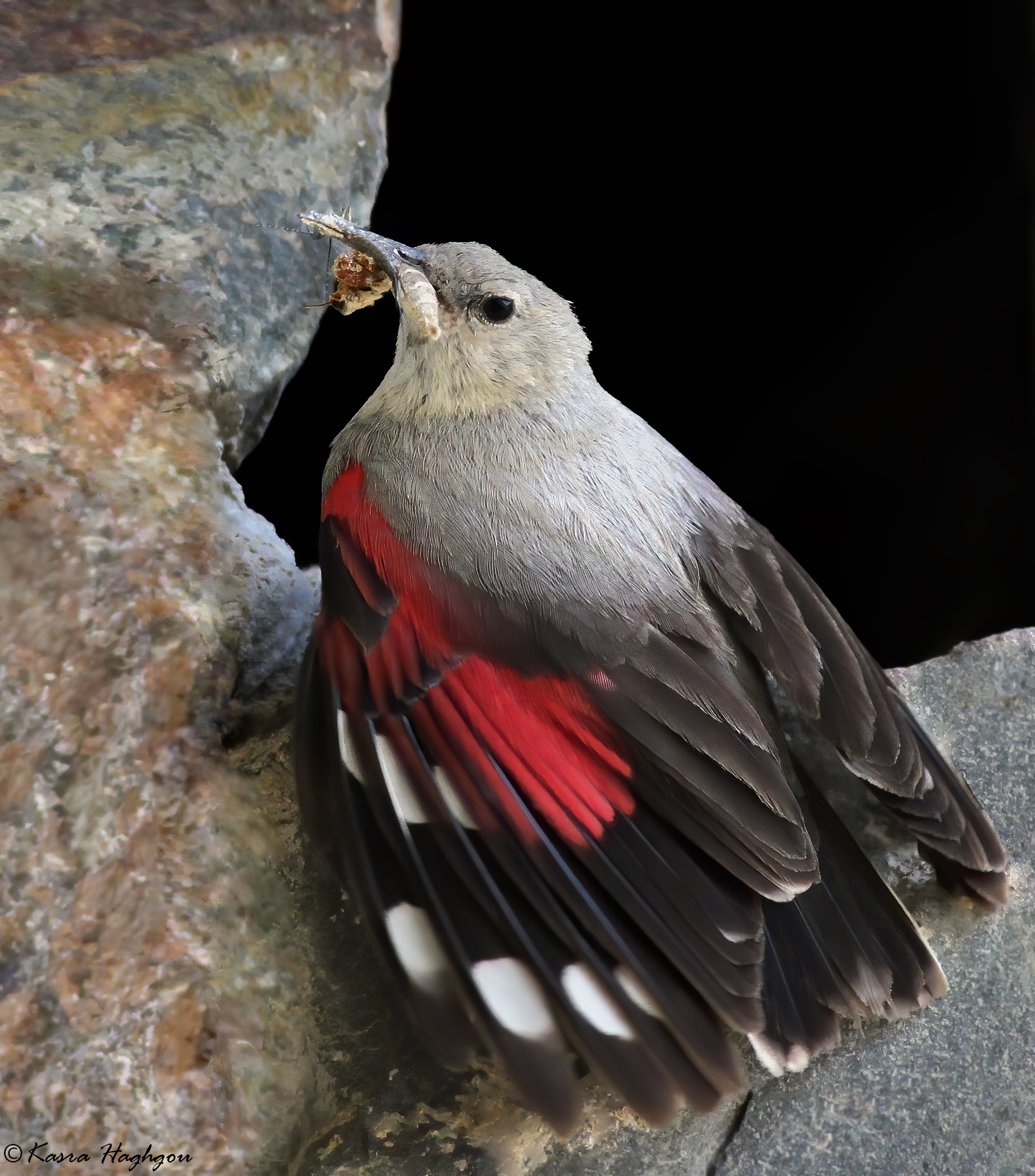 Wallcreeper (Tichodroma muraria)