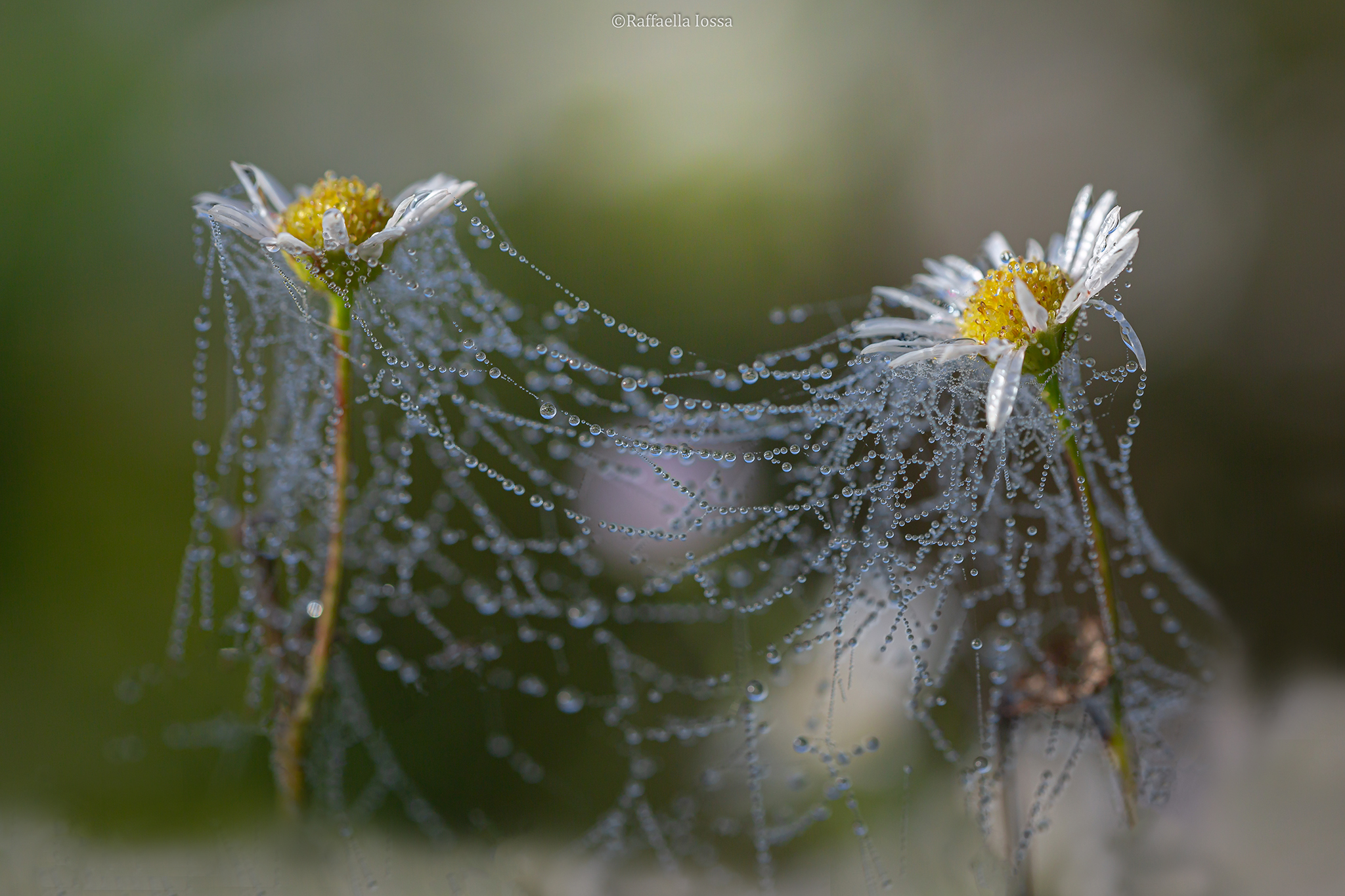 margherite imprigionate