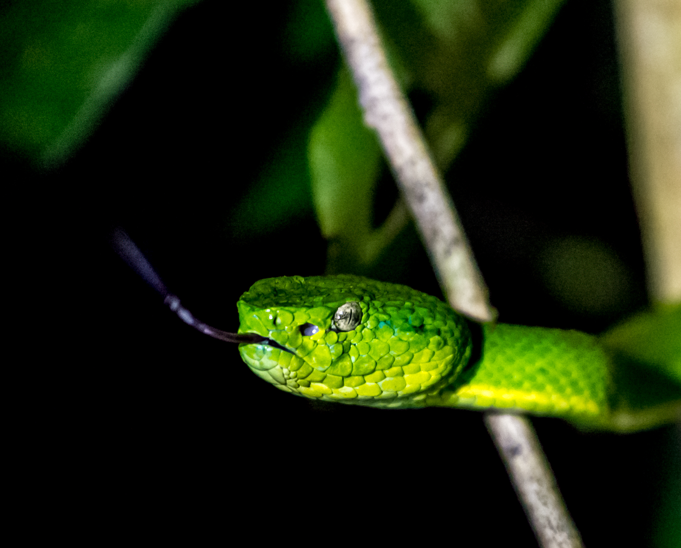 Parrot snake (forse)