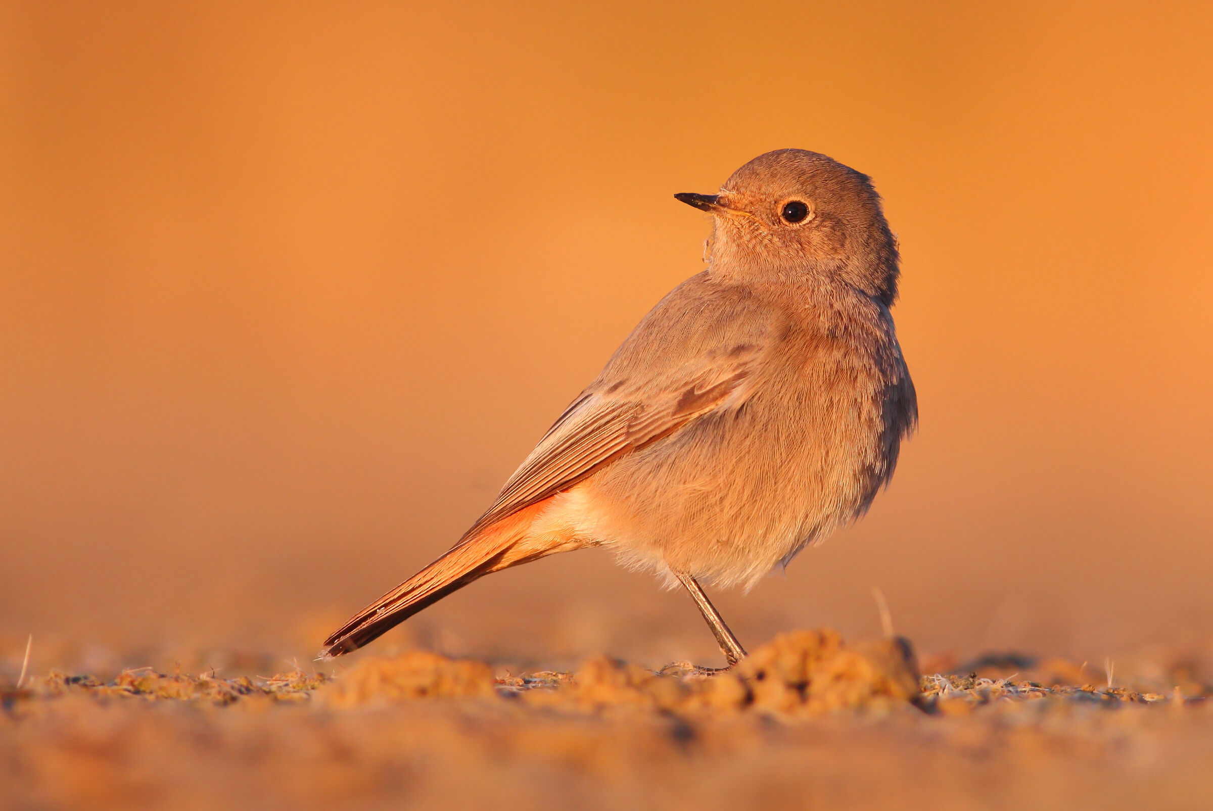Codirosso spazzacamino