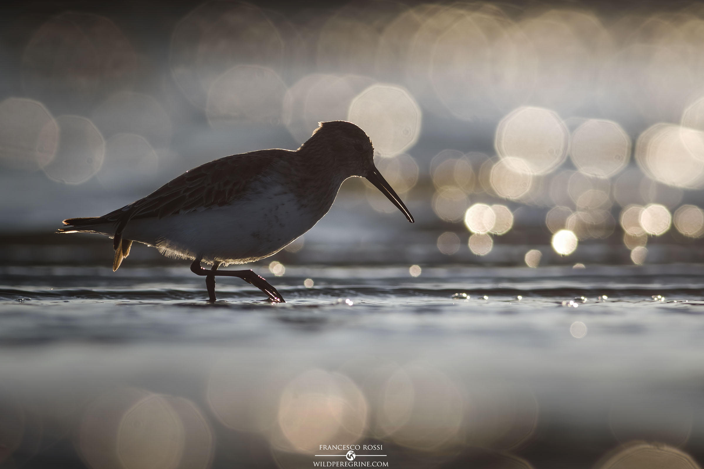 Piovanello Pancianera alle prime luci