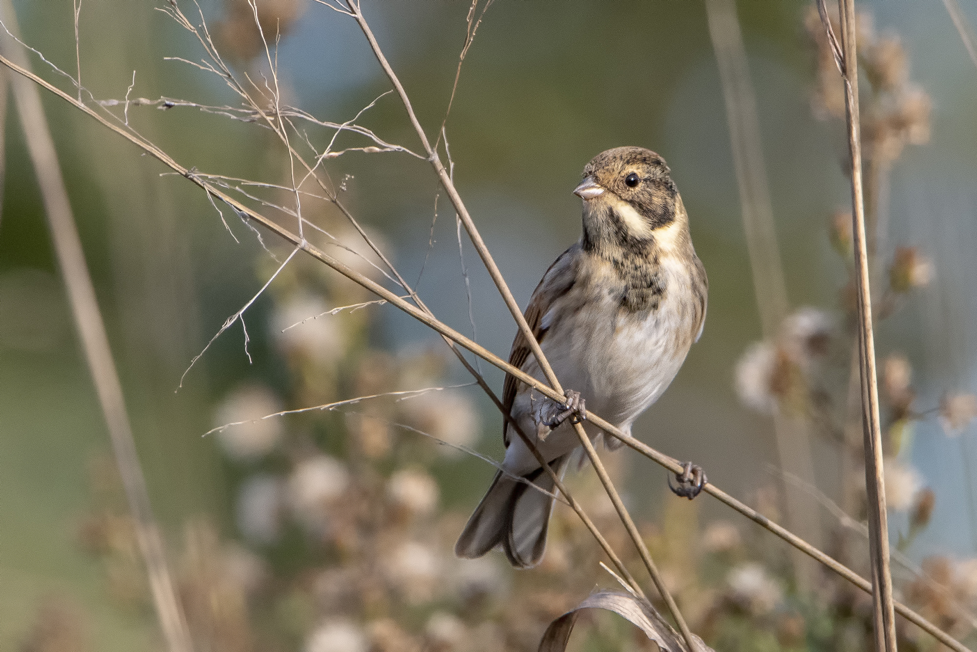 Migliarino di palude
