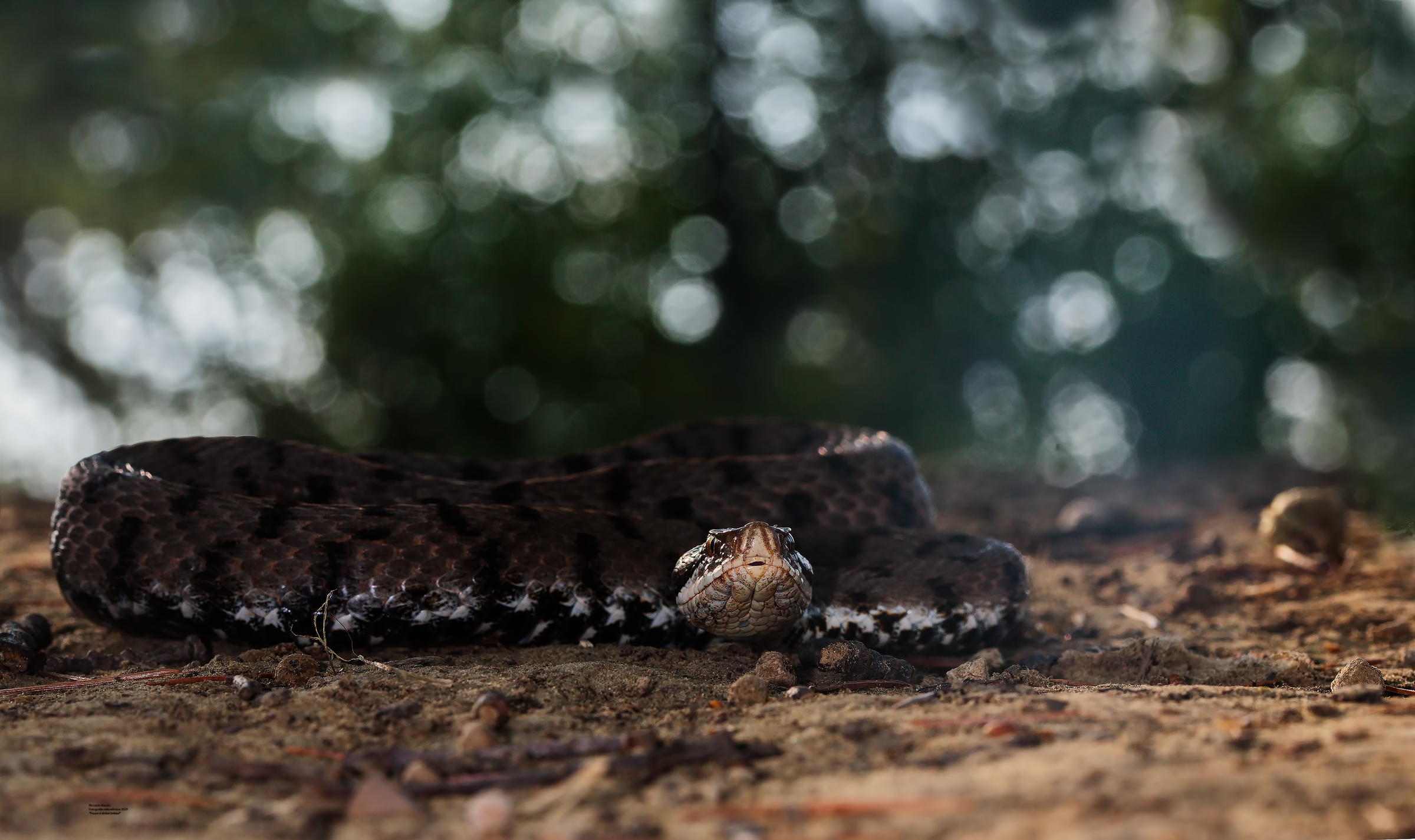 Vipera Aspis Francisciredi e calanchi bolognesi