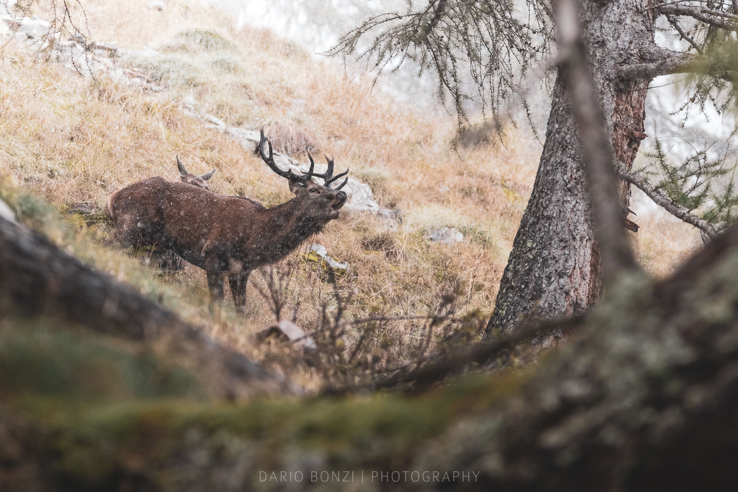 Longing in the woods...