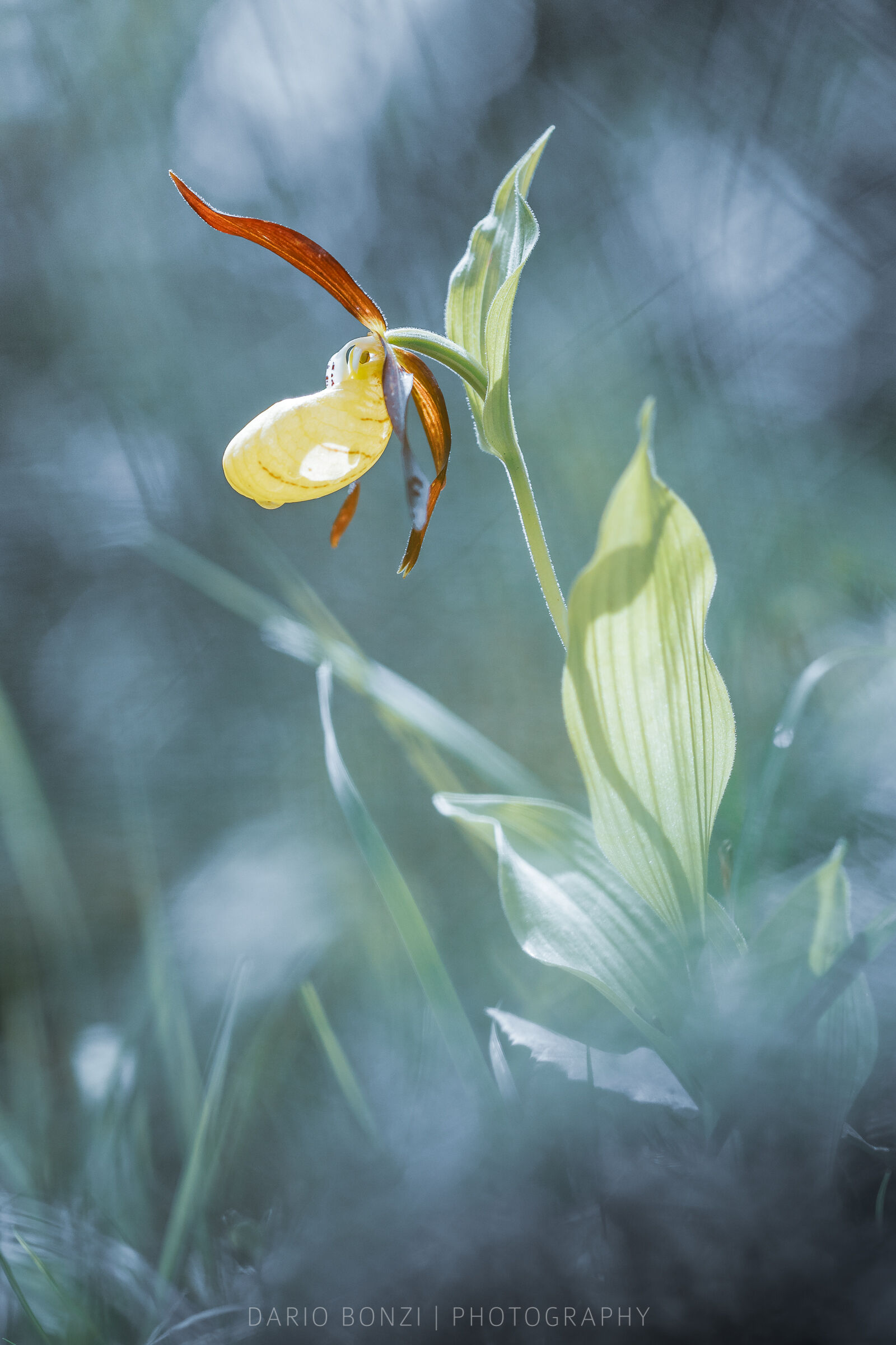 Scarpetta di Venere nel sottobosco