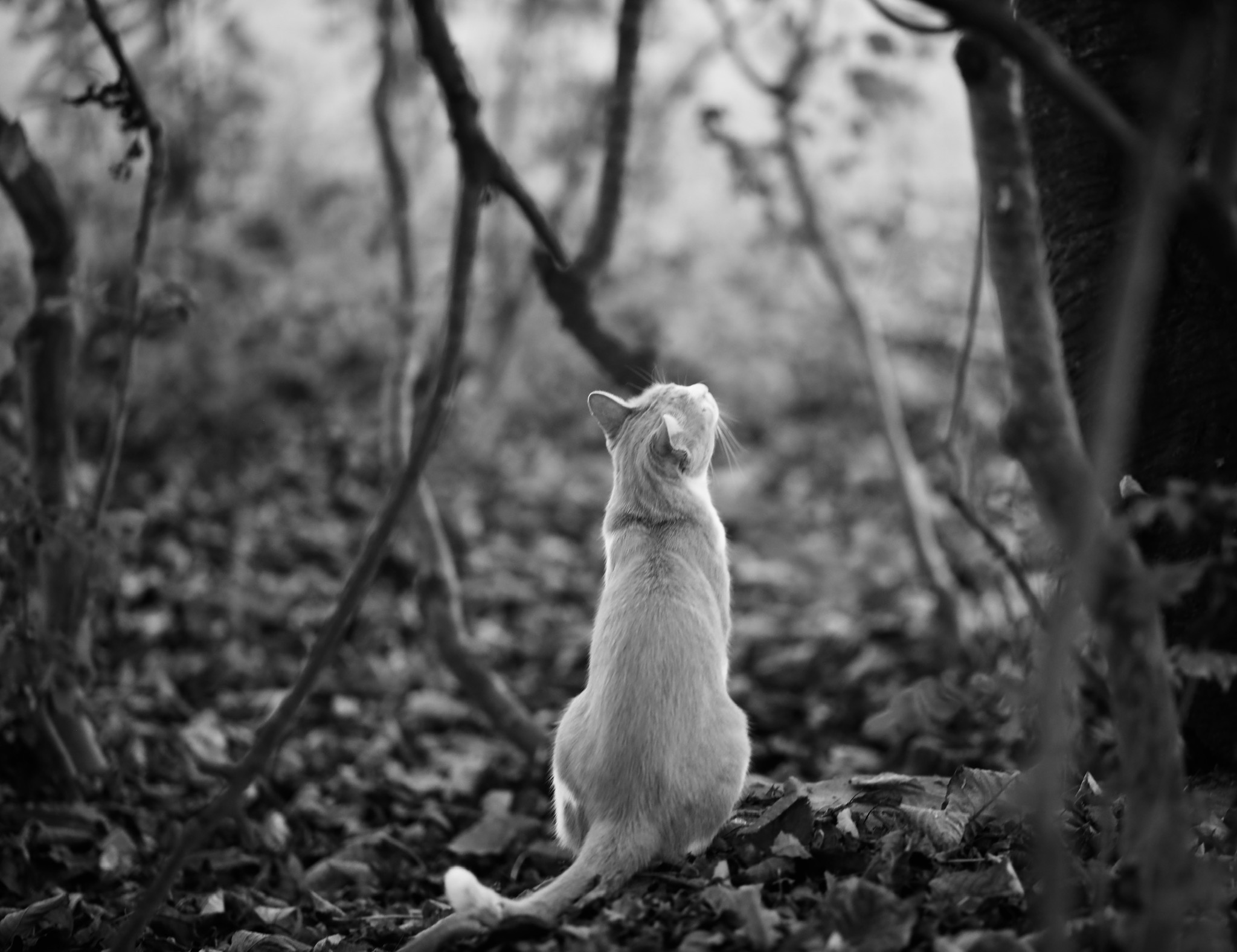 Second day of appearance