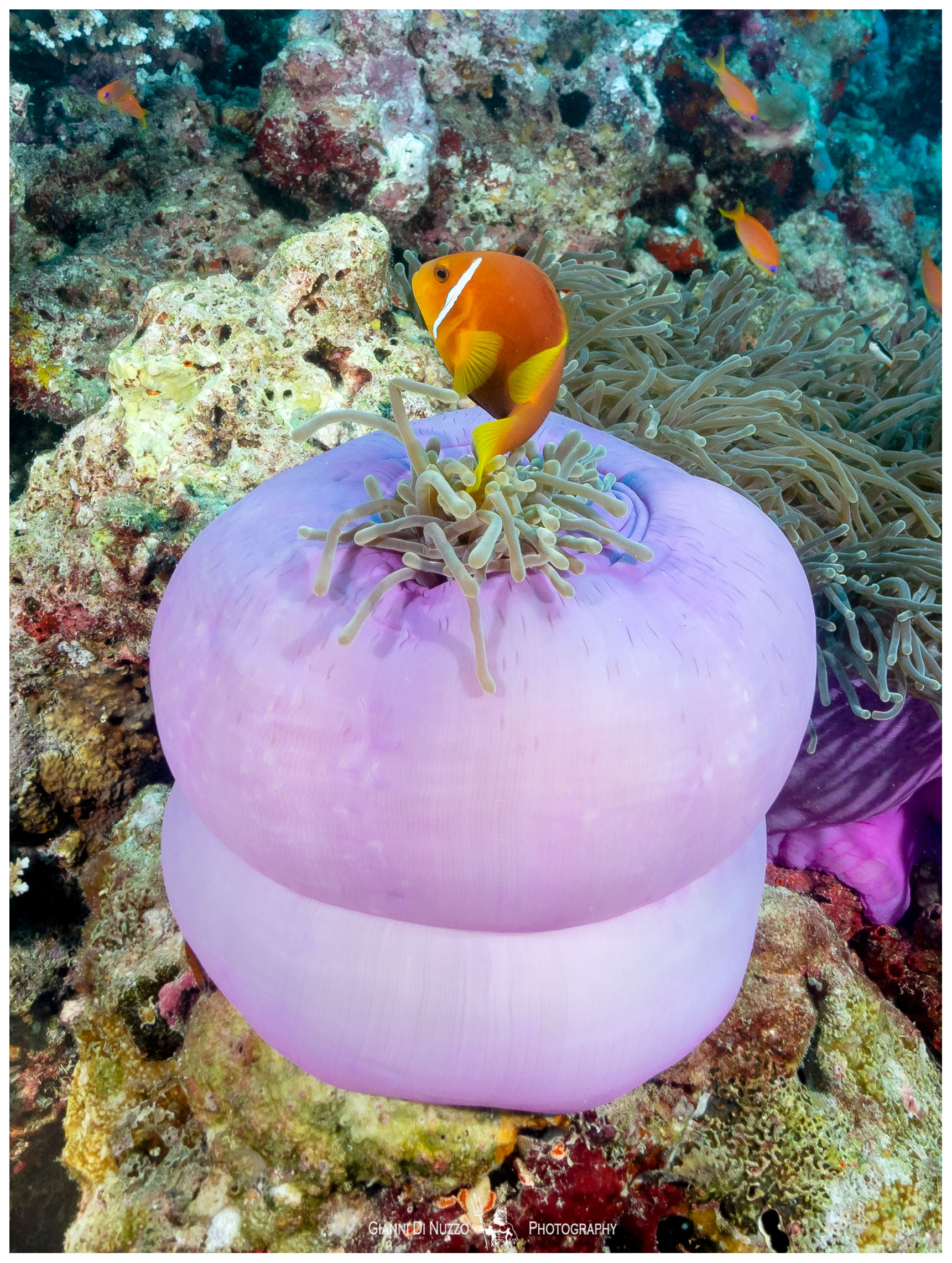 Anemone e inquilino