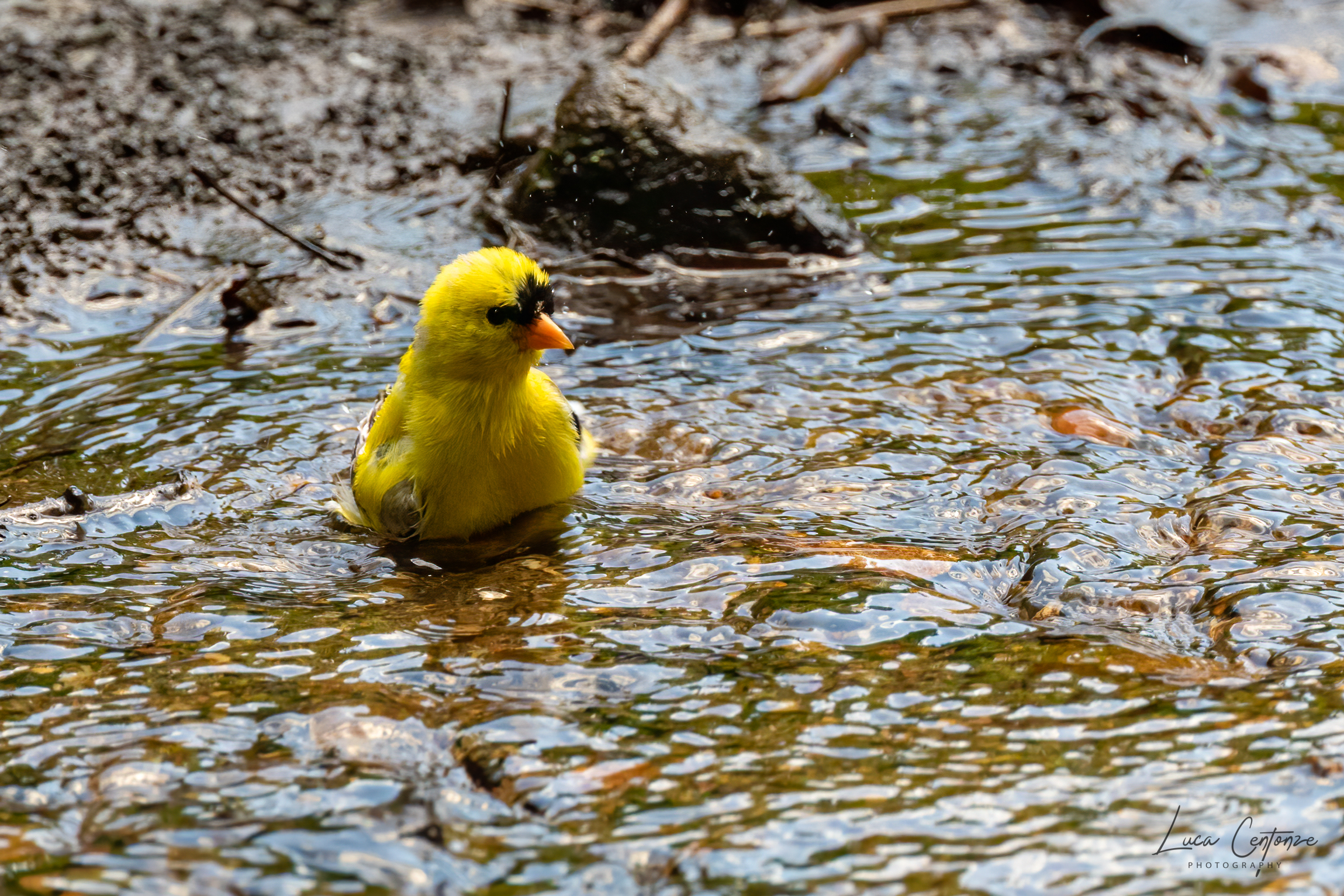 Il bagnetto del Gold Finch (Lucherino americano)