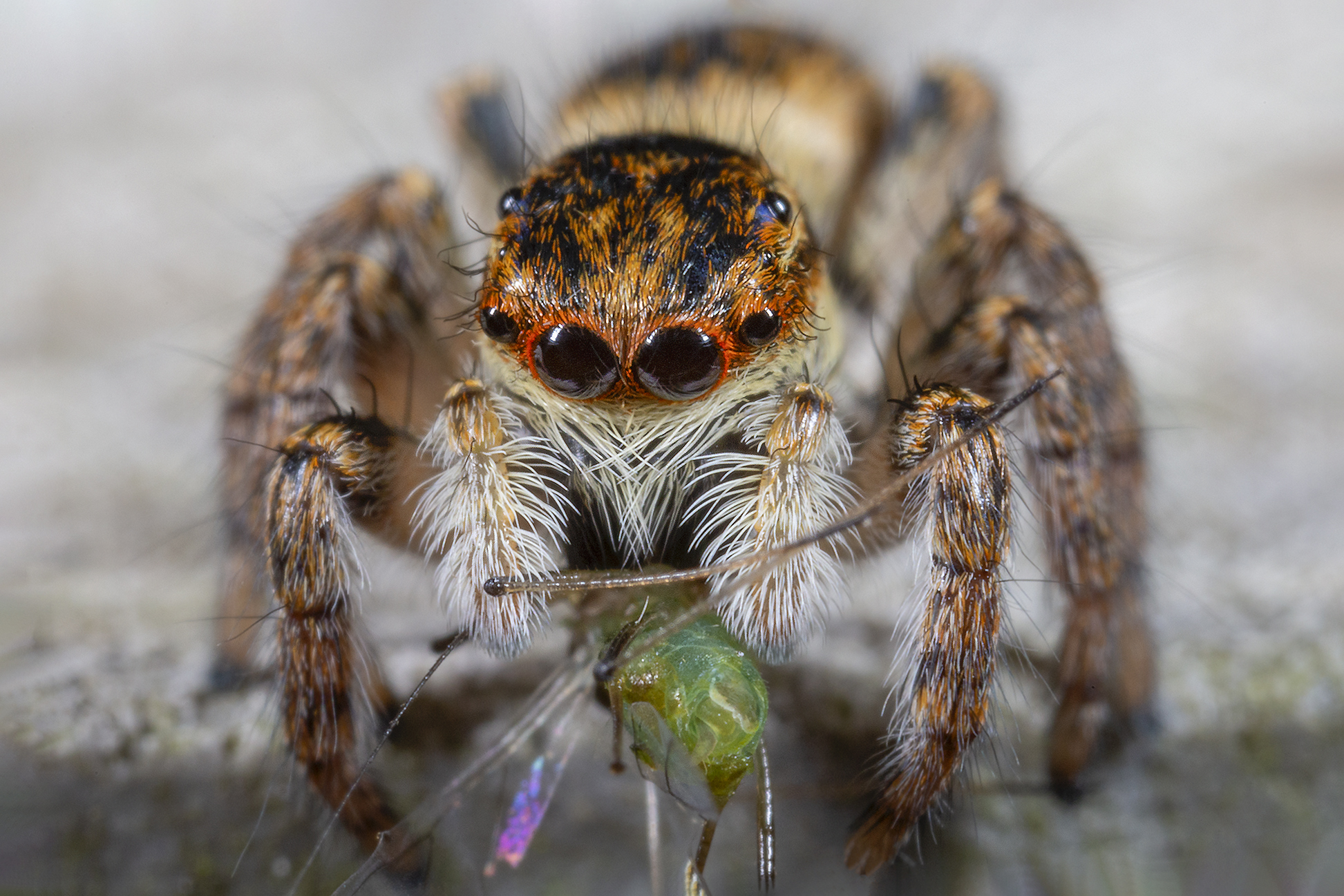 Carrhotus xanthogram female