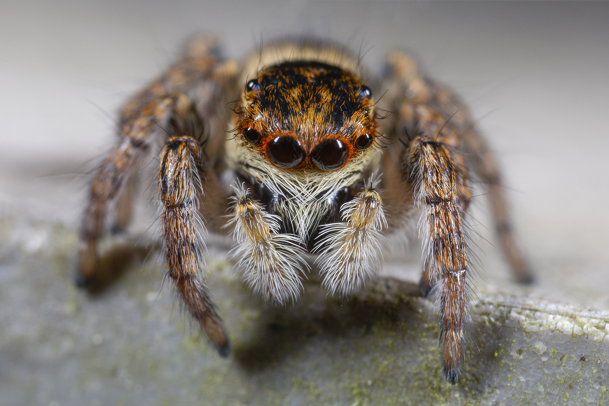 Carrhotus xanthogram female