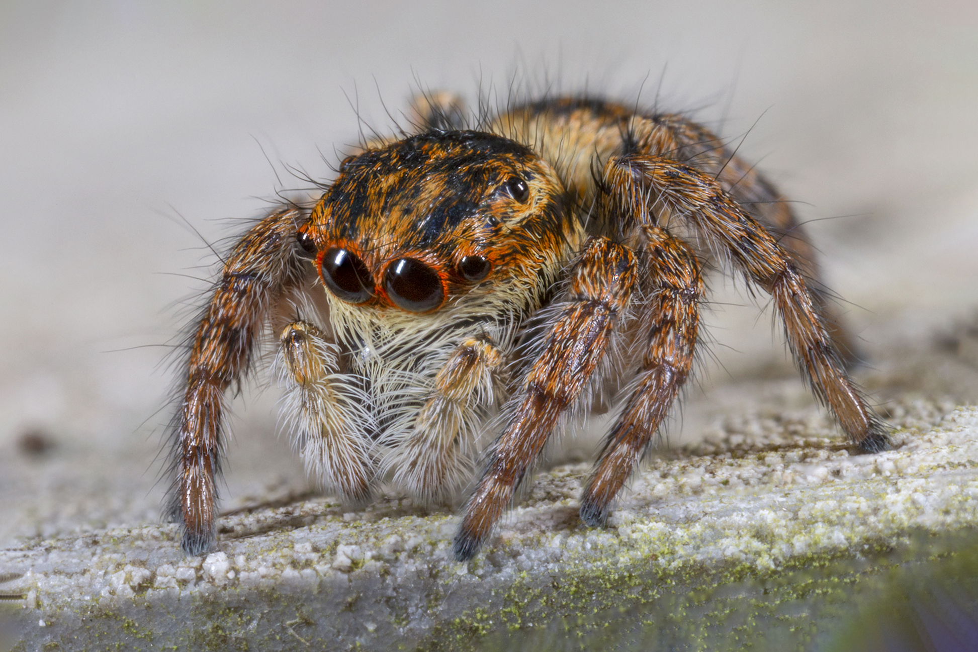 Female xanthogram carrohtus
