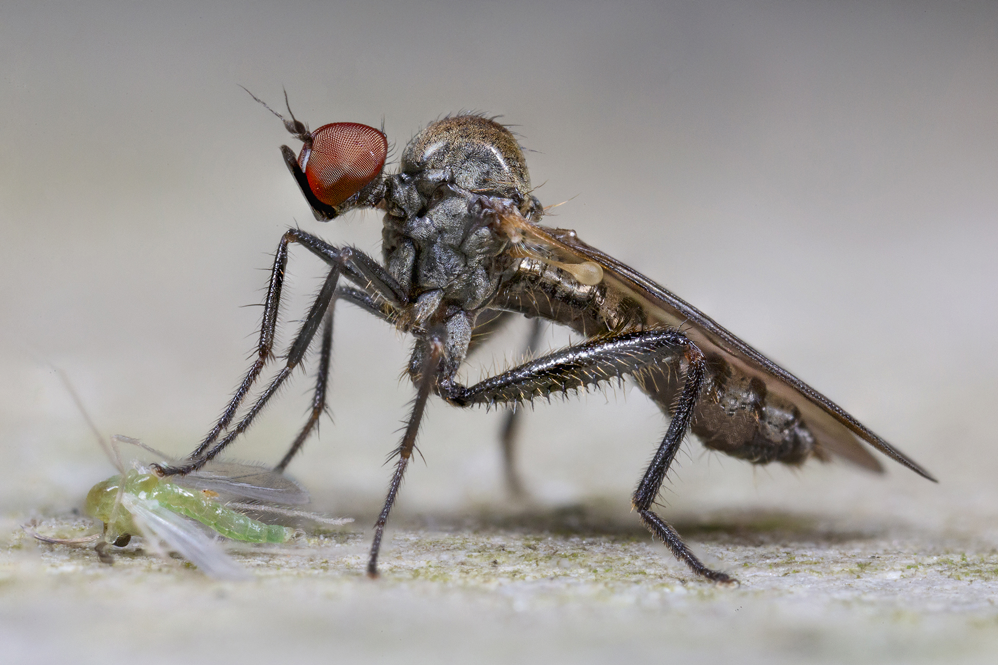 Hybotidae, Hybos culiciformis