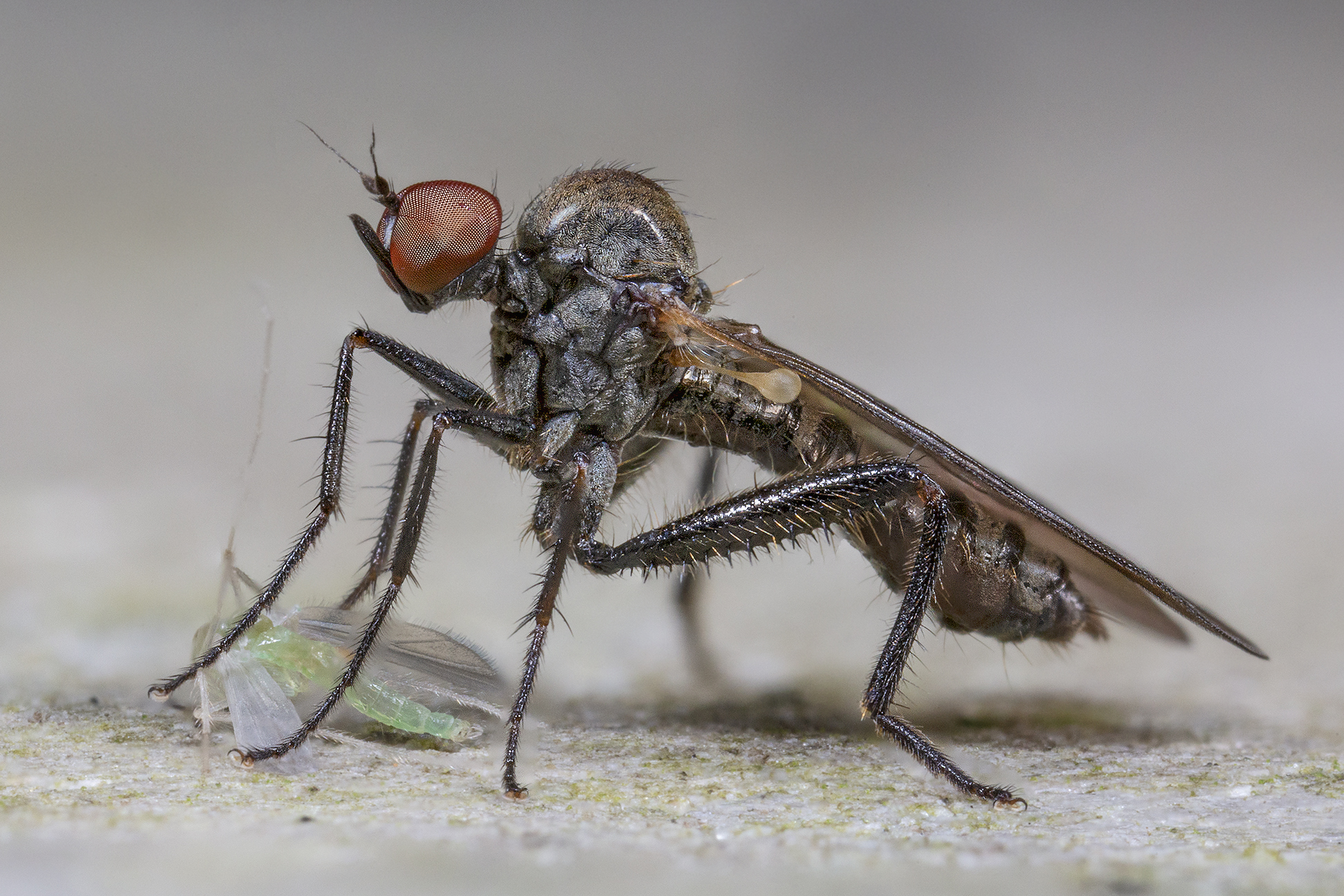 Hybotidae, Hybos culiciformis
