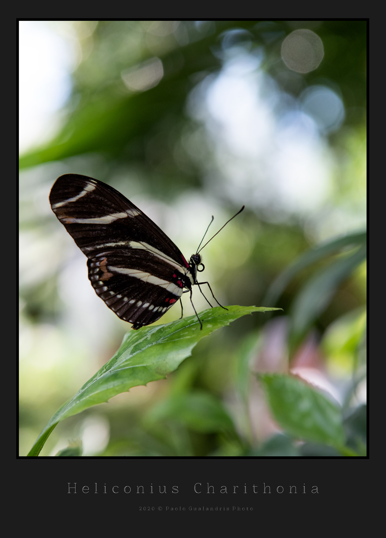 Heliconius Charithonia