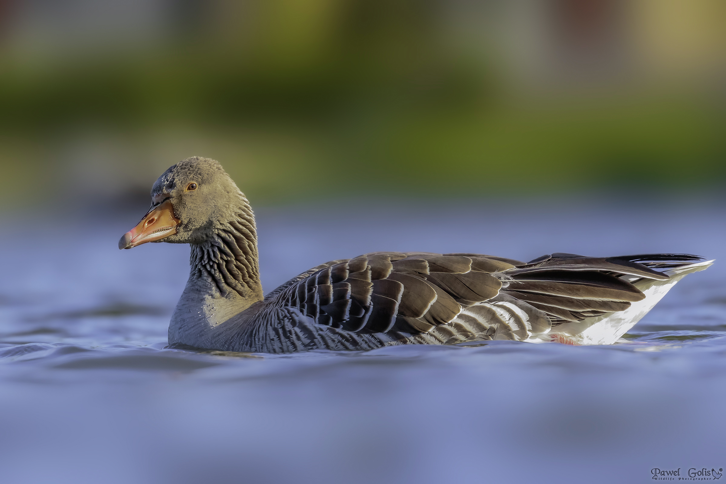 Oca Greylag (Anser anser)
