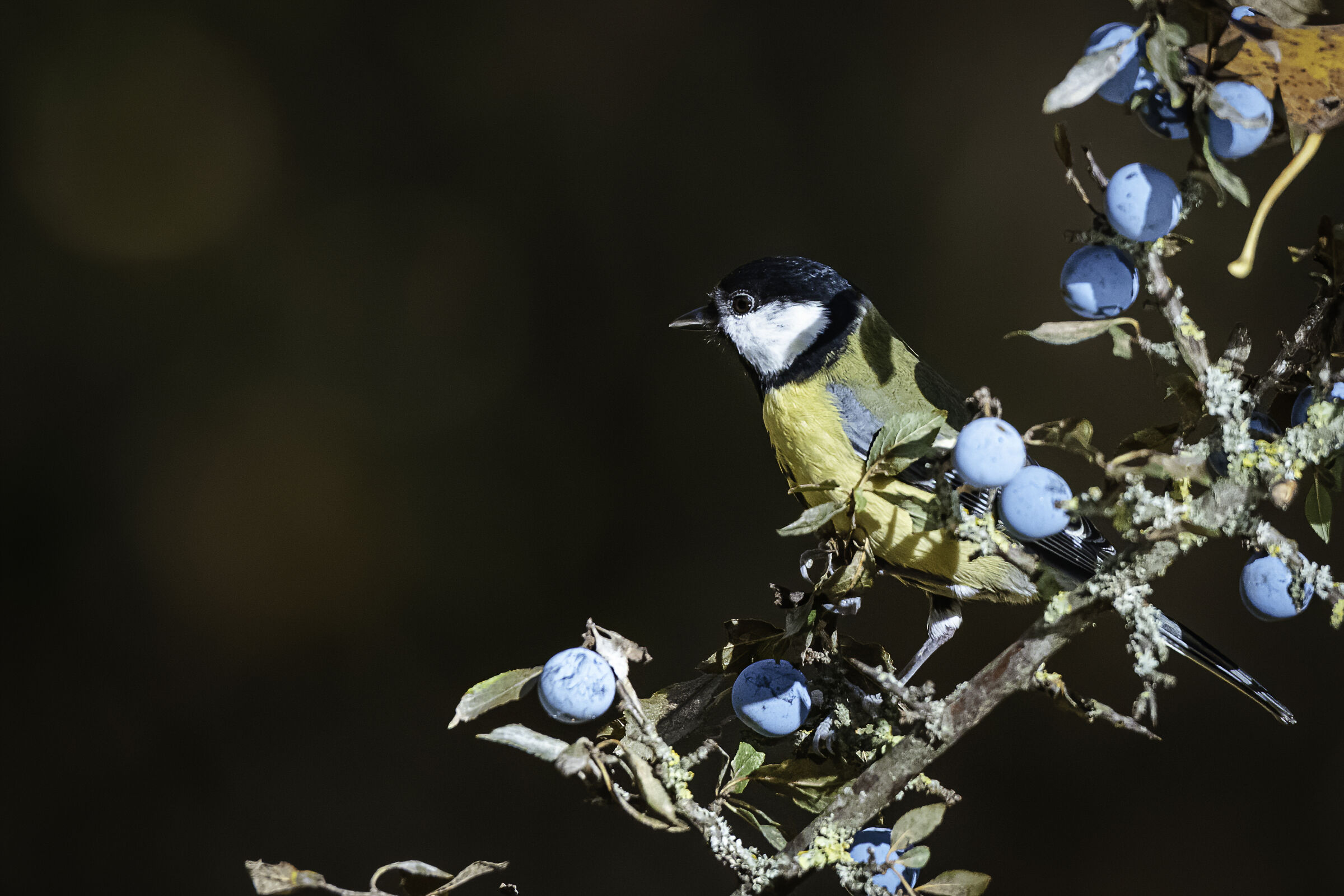 La cincia e le bacche