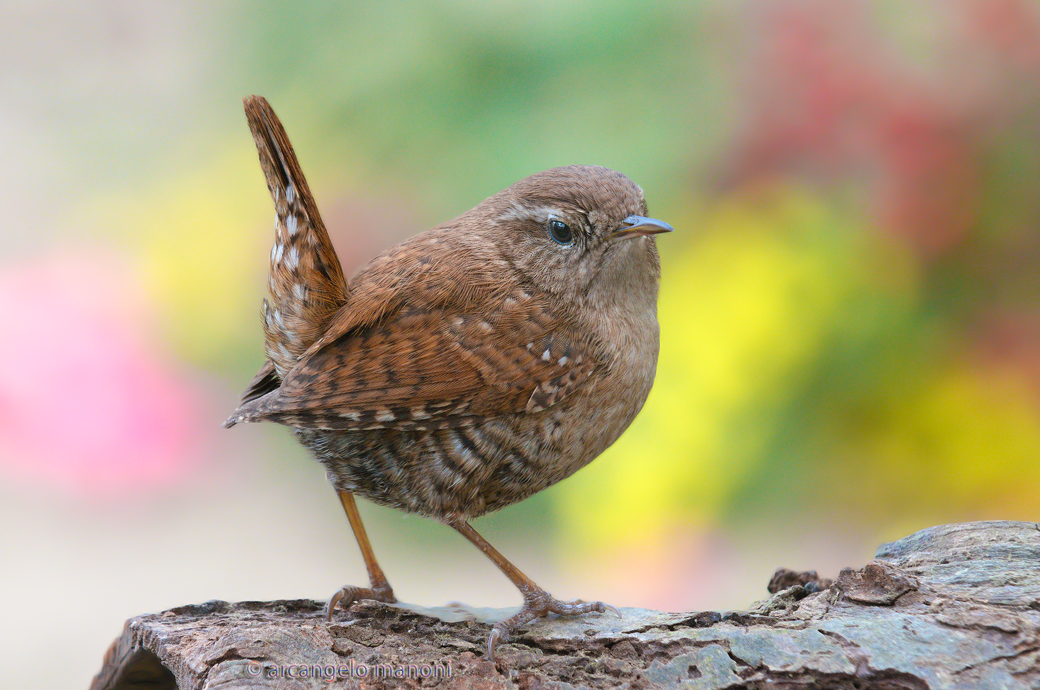 I'm a small little wunk and I pride myself on it