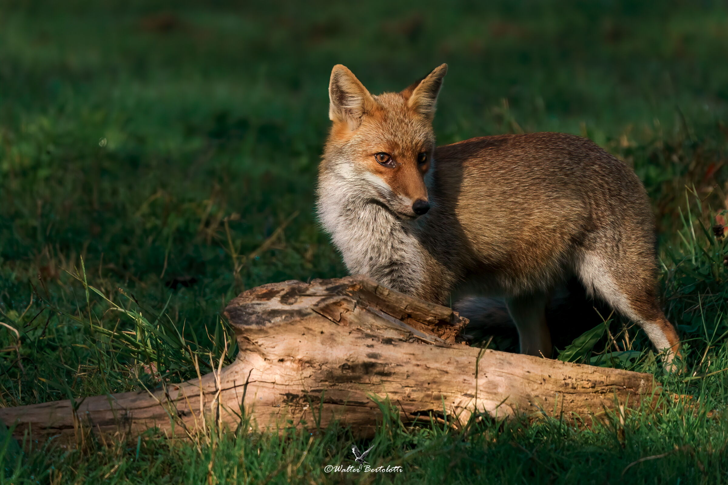 i pensieri di una volpe