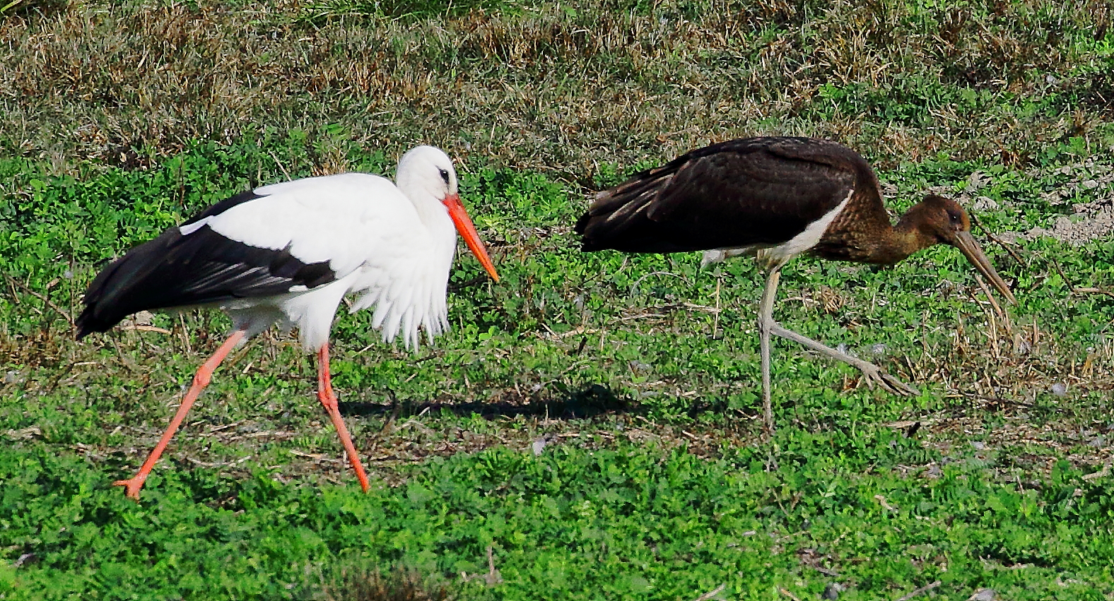 ...la strana coppia...
