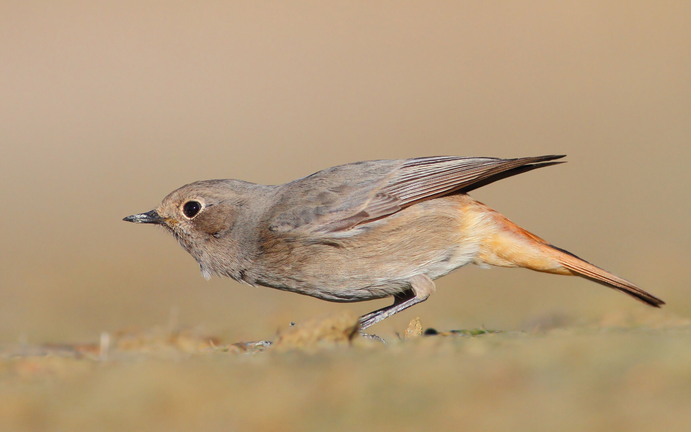 Codirosso spazzacamino