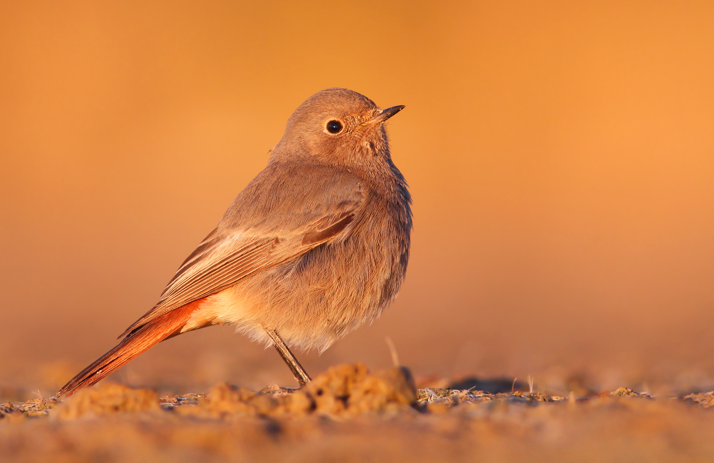 Codirosso spazzacamino