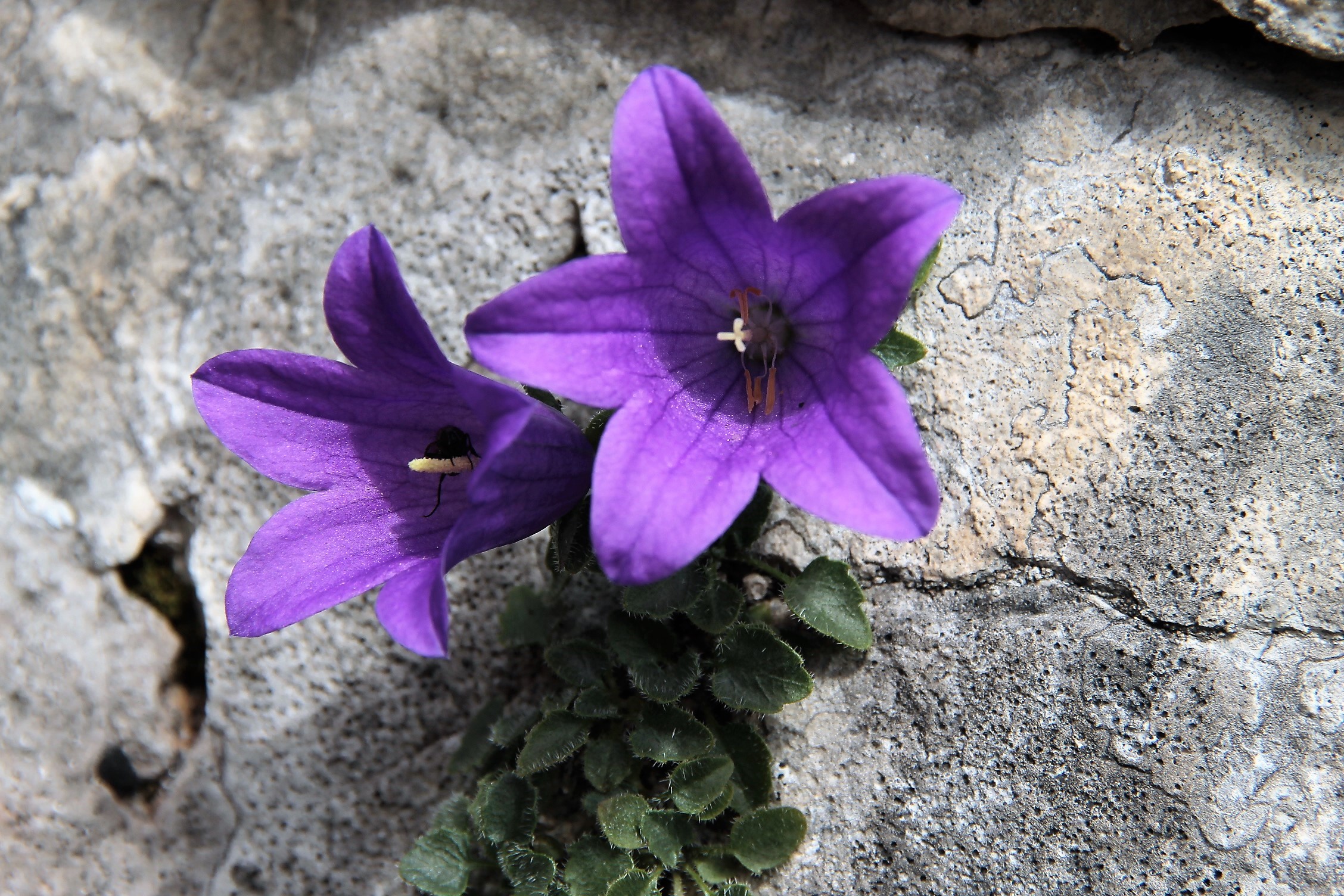 Campanula del Moretti