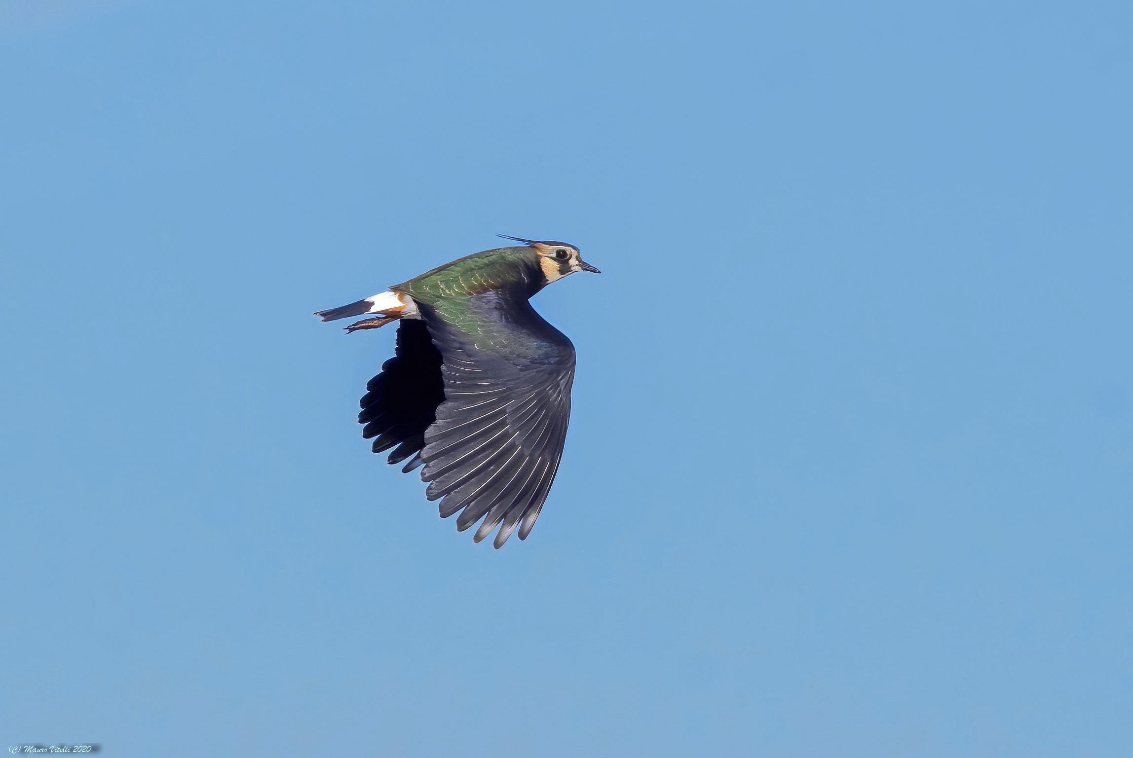 Lapwing