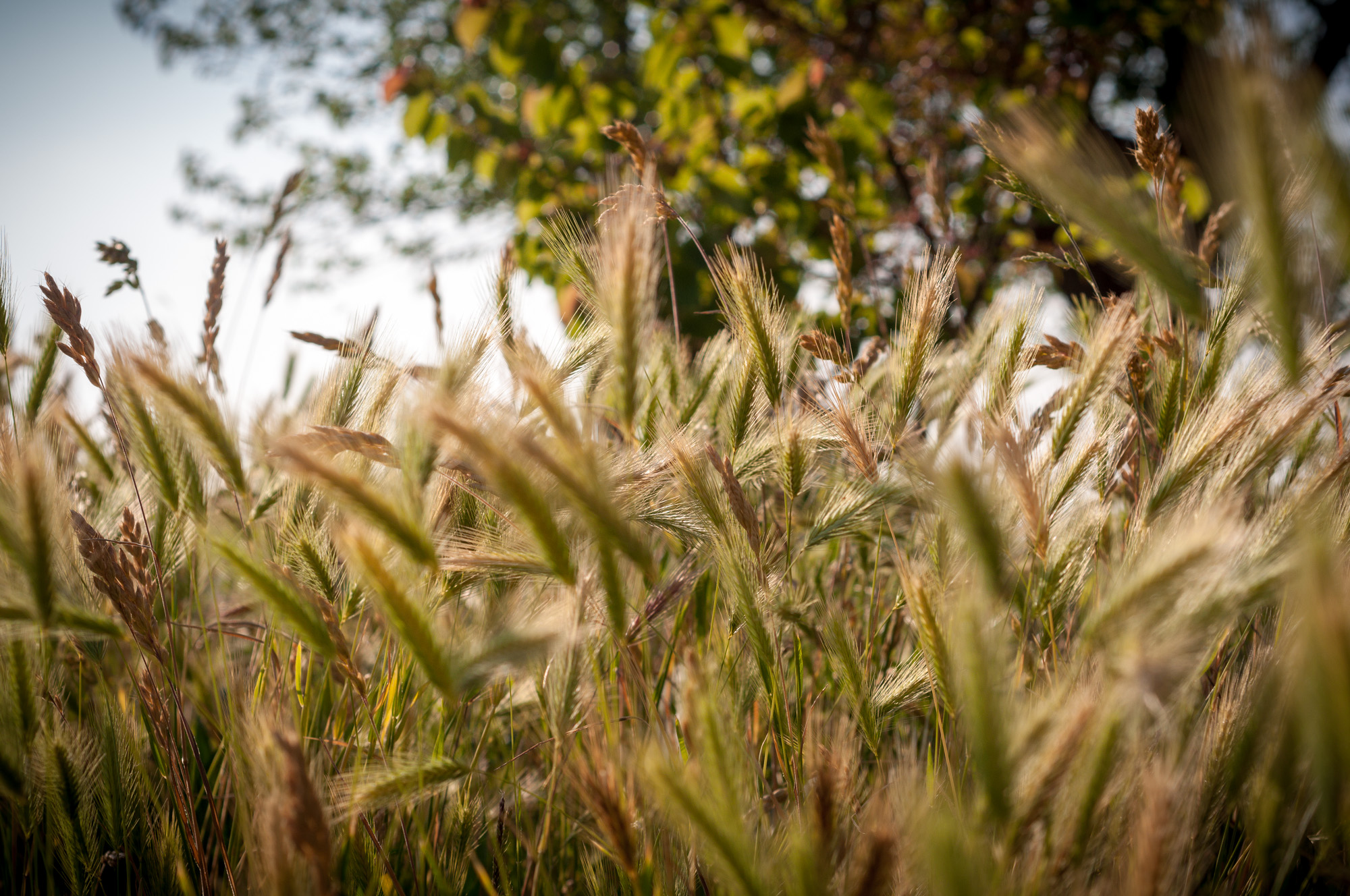 And love the sound of the wind in the wheat?