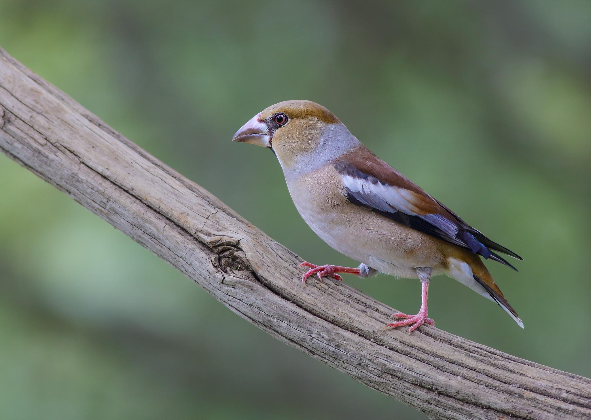 Frosone (coccothraustes coccothraustes)
