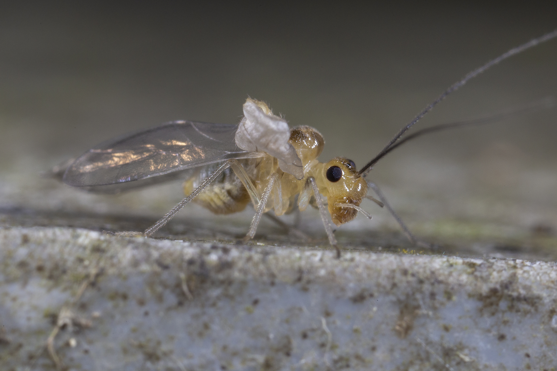 Psococerastis gibbosa (Sulzer, 1776)