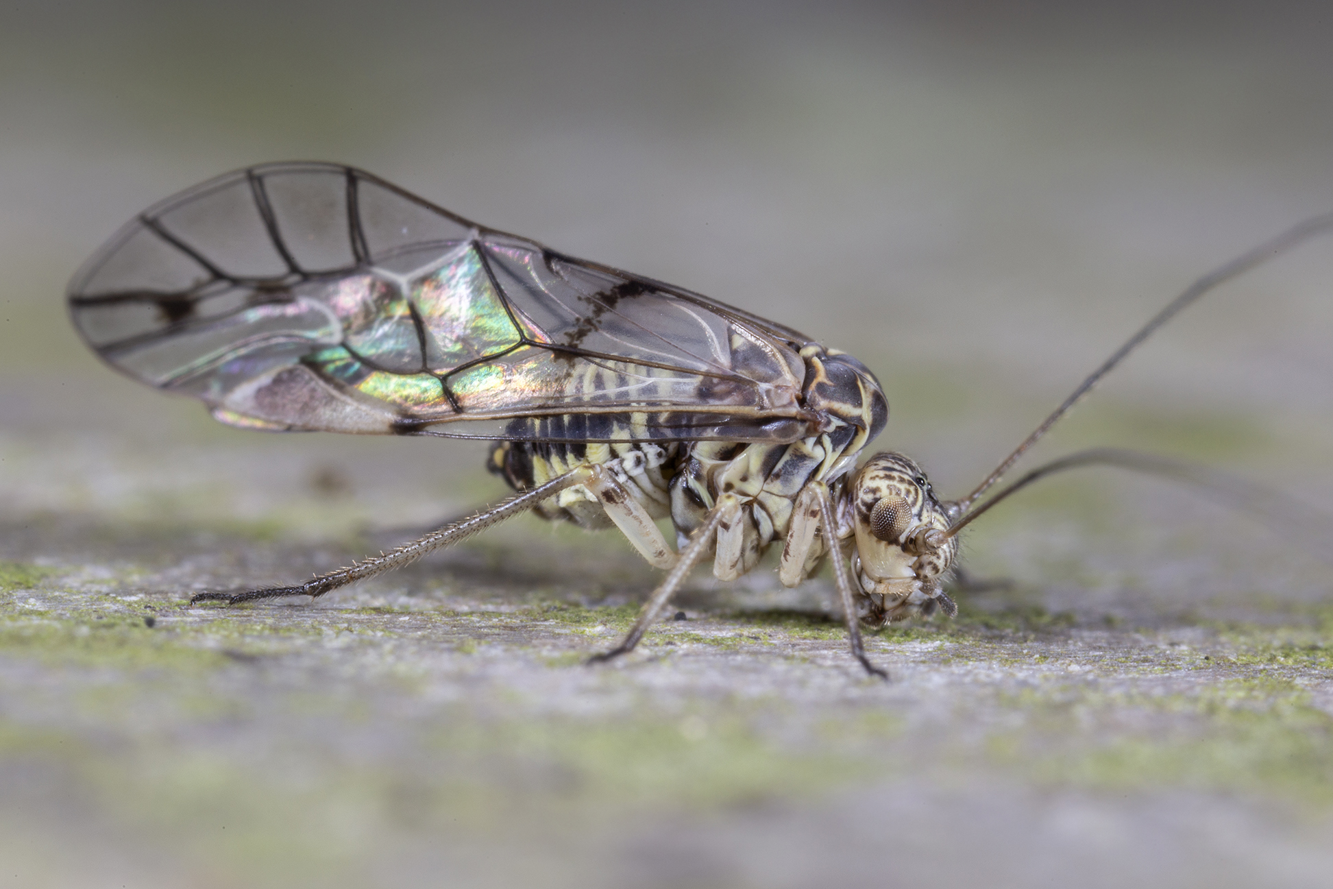 Psococerastis gibbosa (Sulzer, 1776)