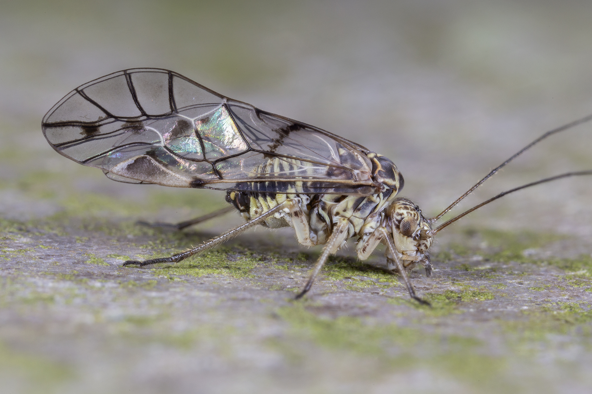 Psococerastis gibbosa (Sulzer, 1776)