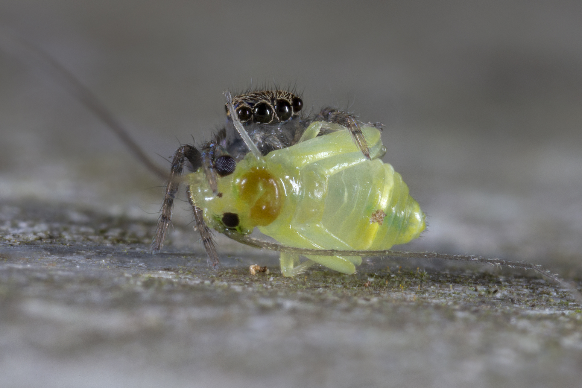 Saitis barbipes with Psocopter prey