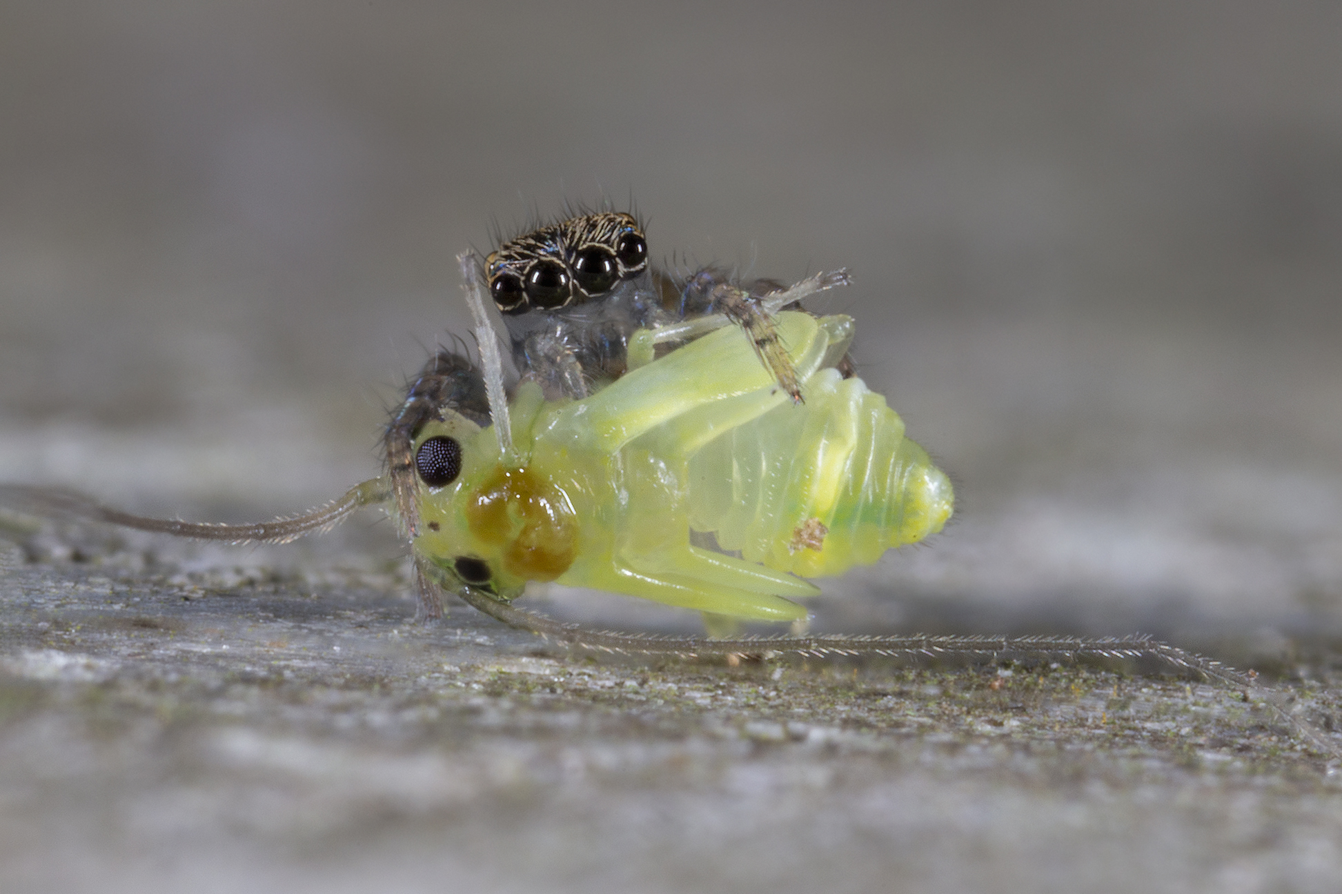 Saitis barbipes with Psocopter prey