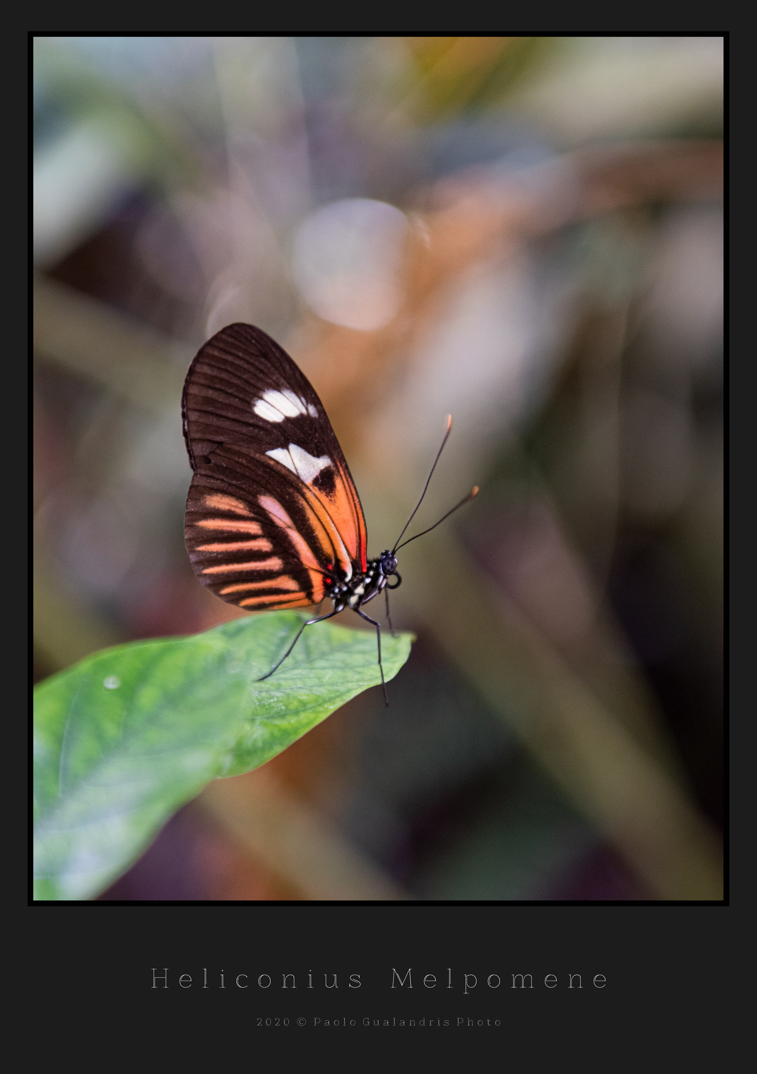 Heliconius Melpomene
