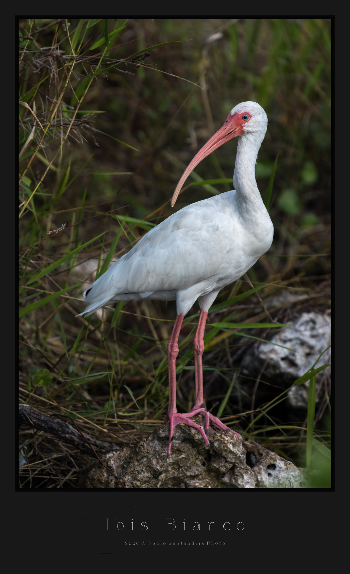 White Ibis