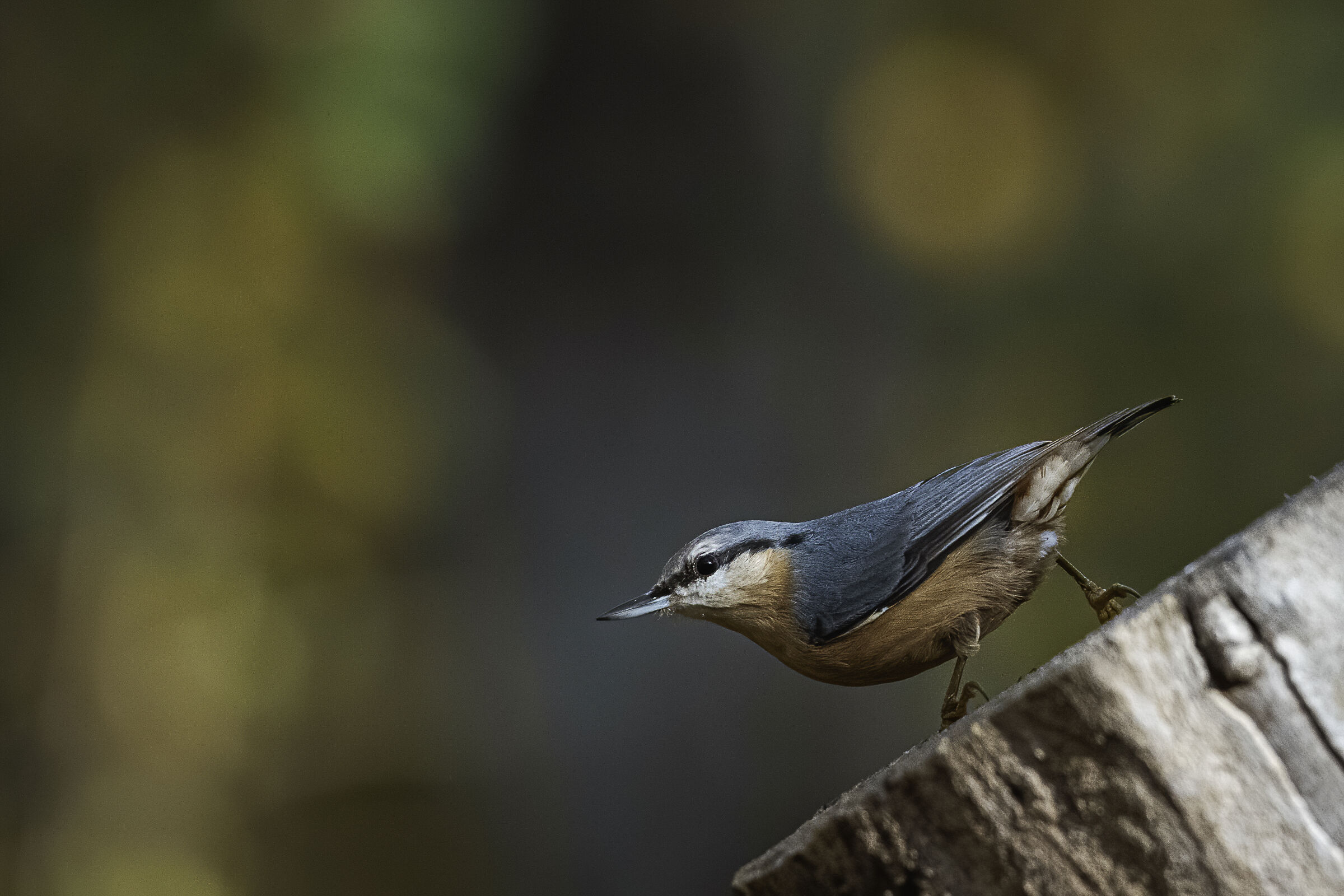 il "muratore" del bosco