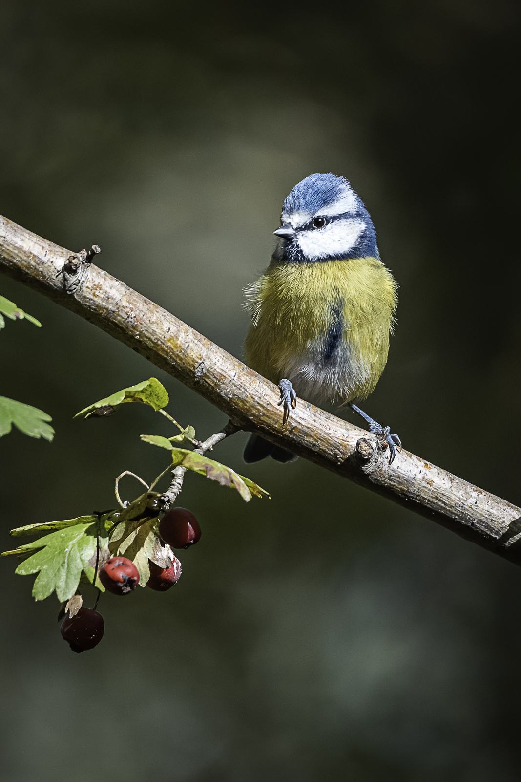 La cinciarella e le bacche rosse