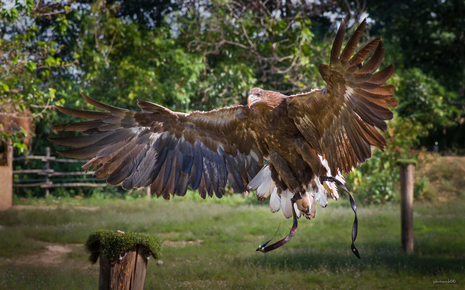 The Majestic Eagle